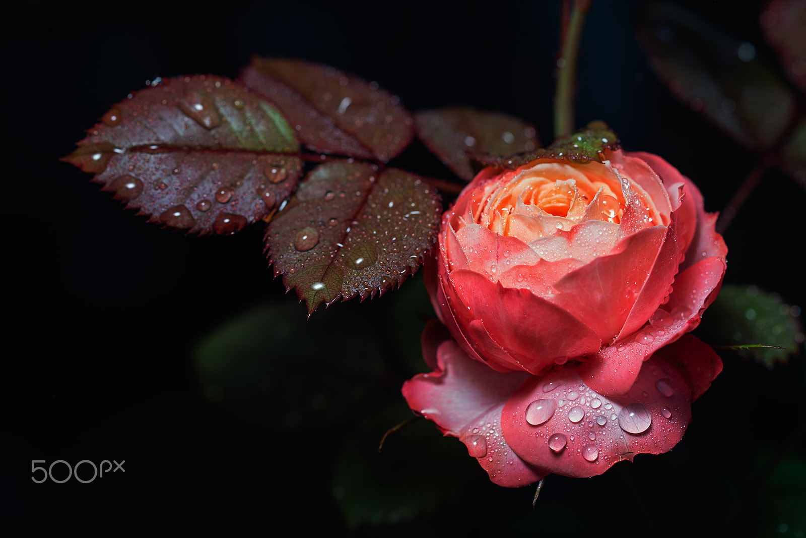 Sony a99 II + Sony 100mm F2.8 Macro sample photo. Bico baby romantica photography