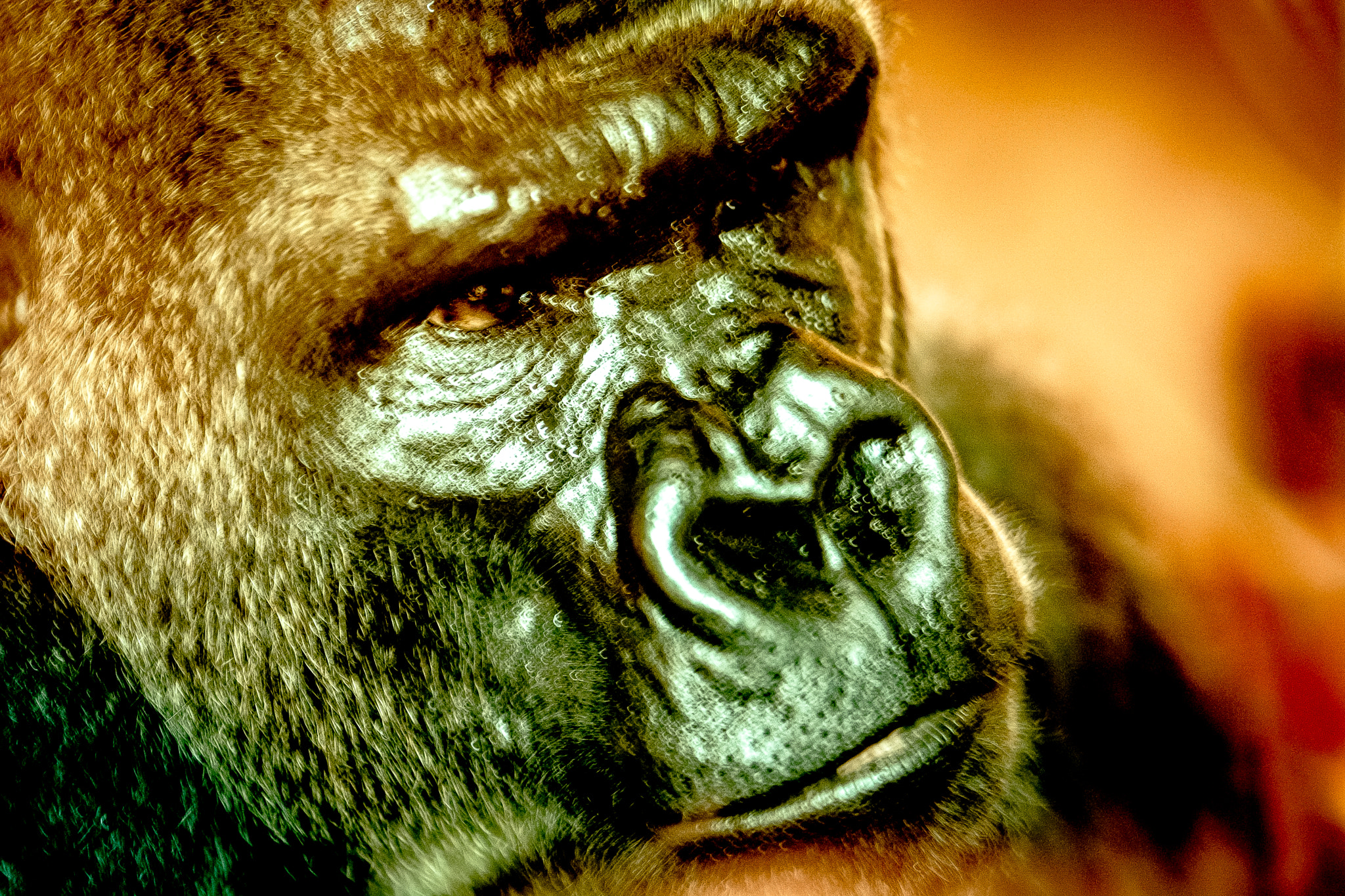 Nikon D7100 + Sigma 105mm F2.8 EX DG Macro sample photo. Gorilla.jpg photography