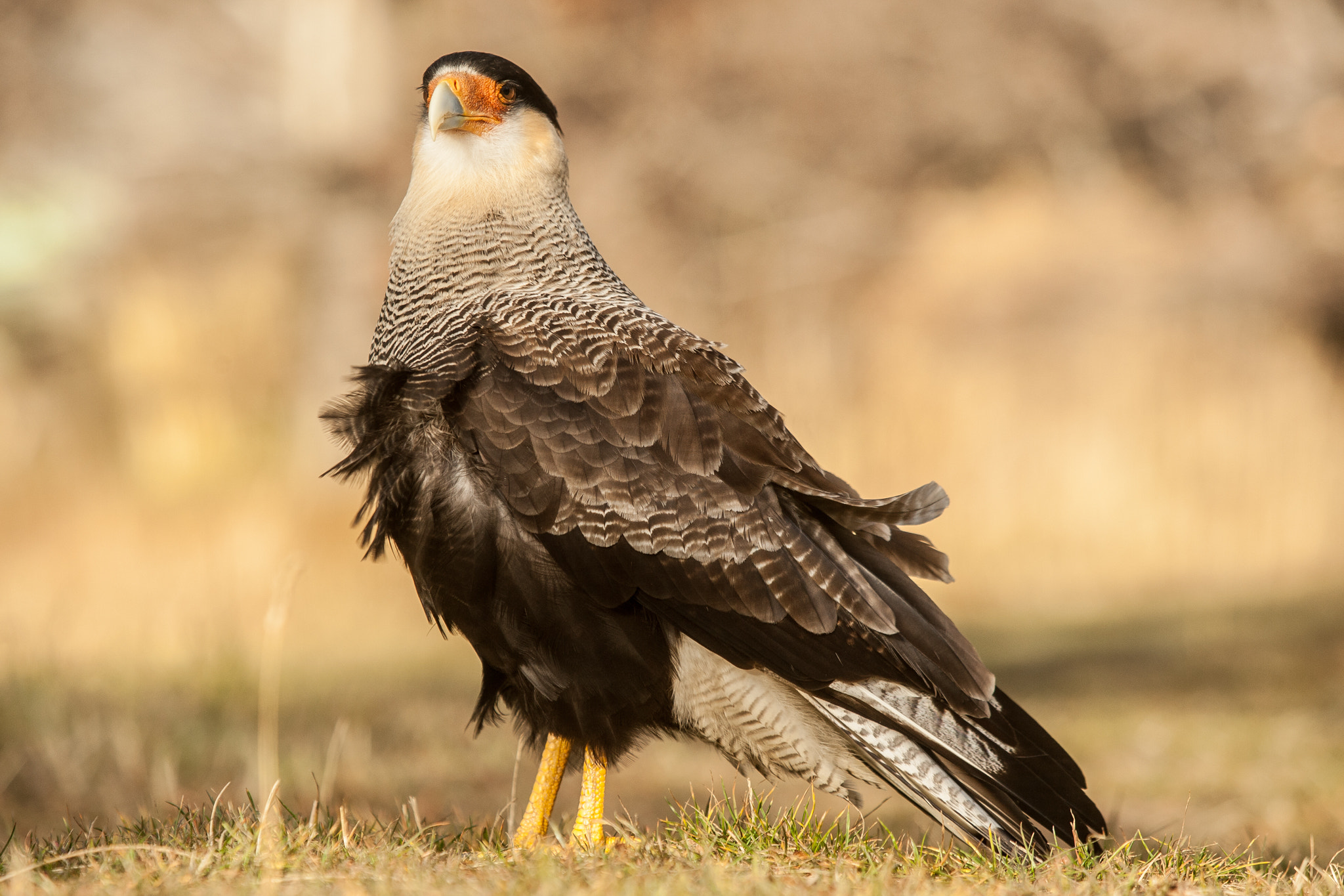 Canon EOS-1D Mark III + Canon EF 70-200mm F2.8L USM sample photo. Carancho (caracara) photography