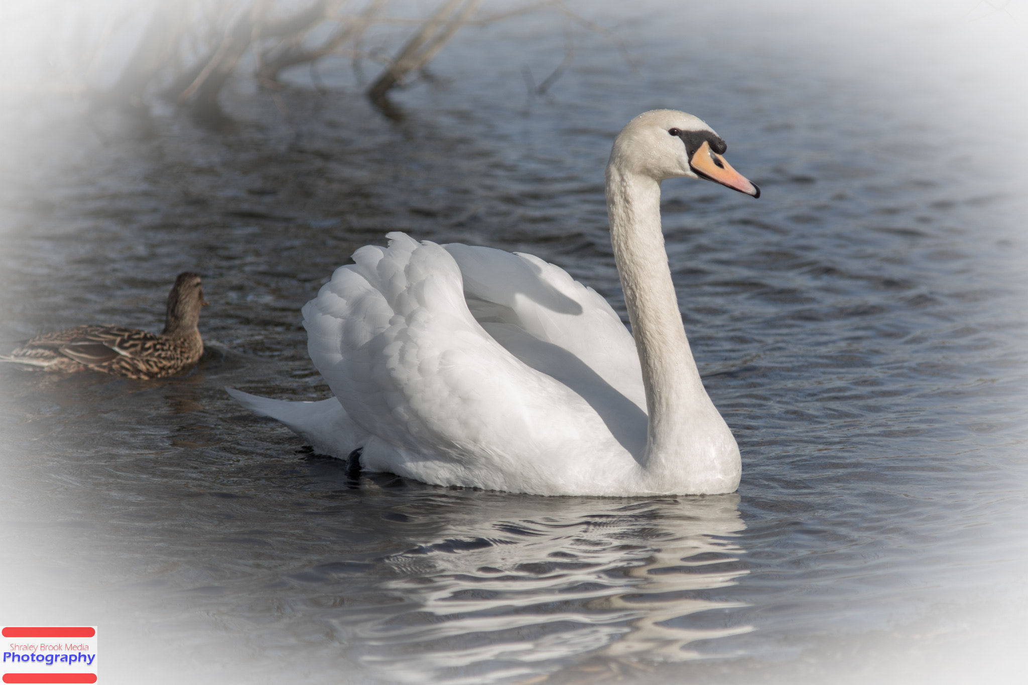 Canon EF 300mm F4L IS USM sample photo. Swan photography