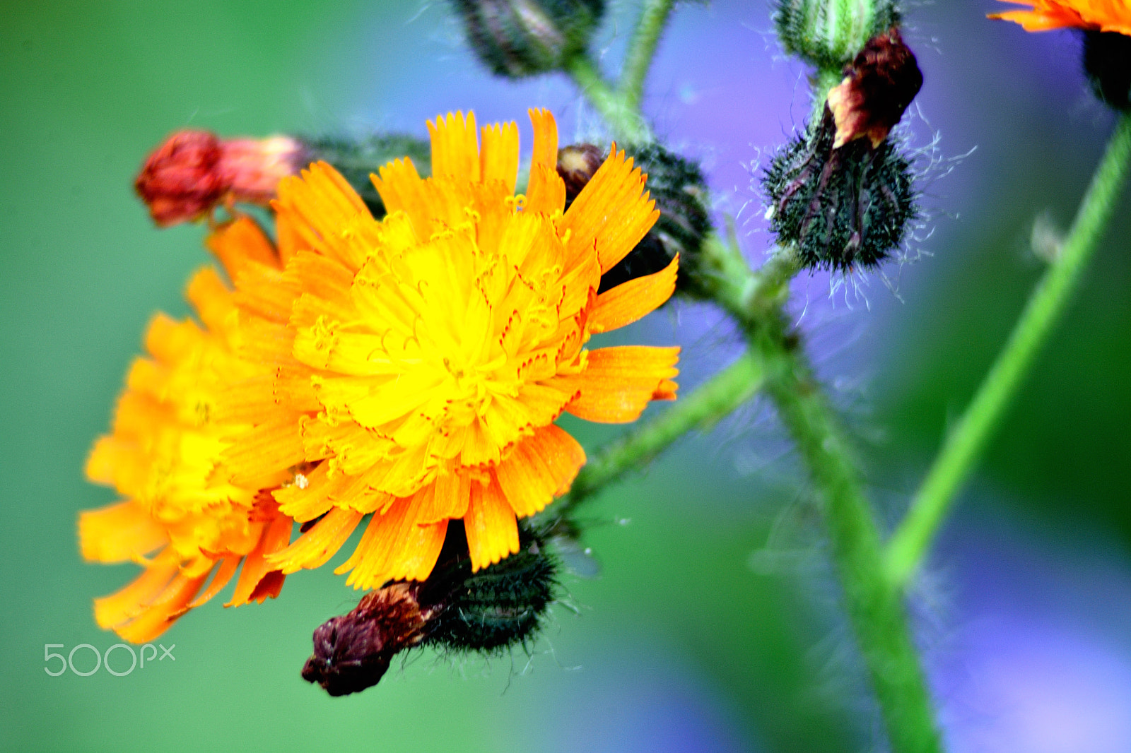 Nikon AF Nikkor 70-300mm F4-5.6G sample photo. Flora orania.. photography