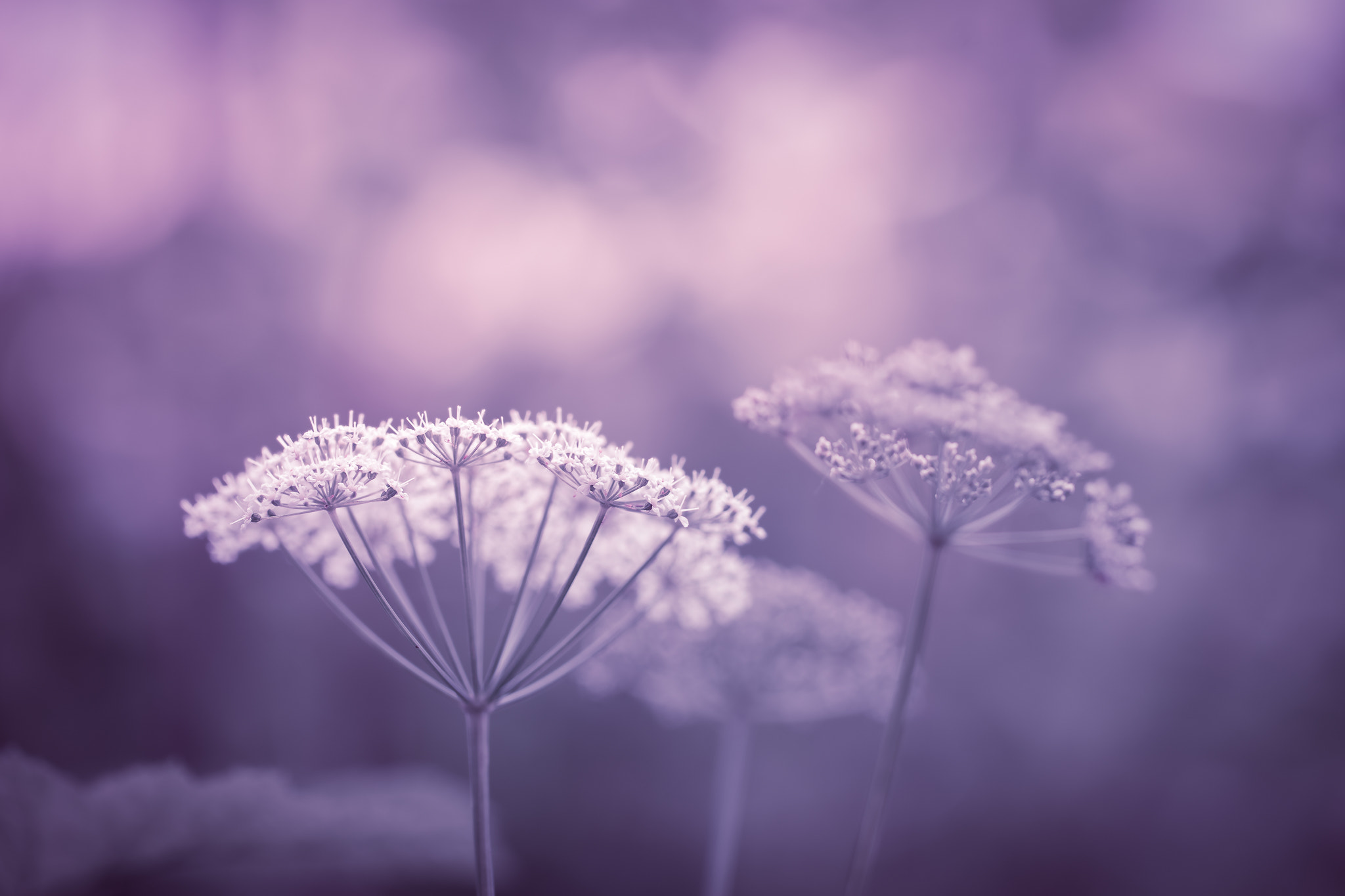 100mm F2.8 G SSM OSS sample photo. ~summer morning~ photography