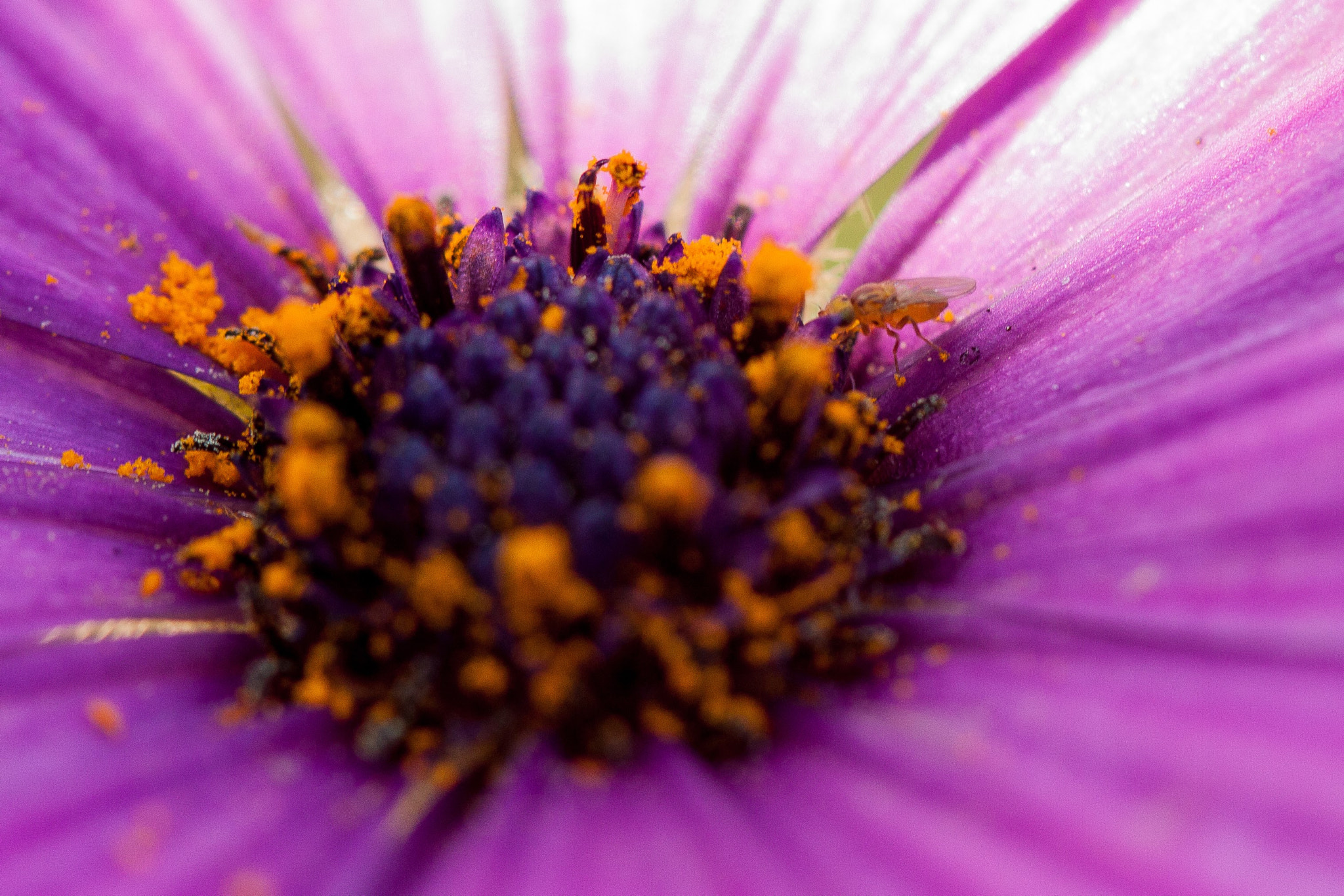 Canon EF-S 60mm F2.8 Macro USM sample photo