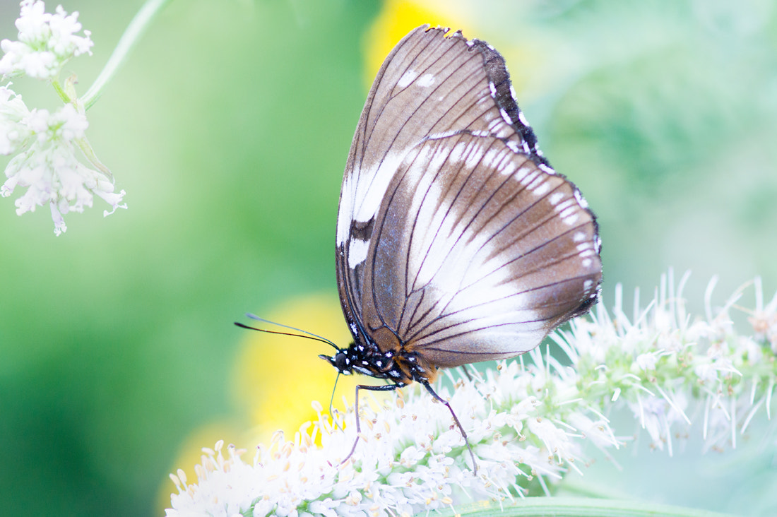 Sony 100mm F2.8 Macro sample photo. Fairyland photography