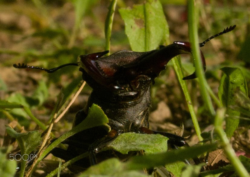 Nikon D80 + AF Zoom-Nikkor 24-50mm f/3.3-4.5 sample photo. Stag-beetle photography