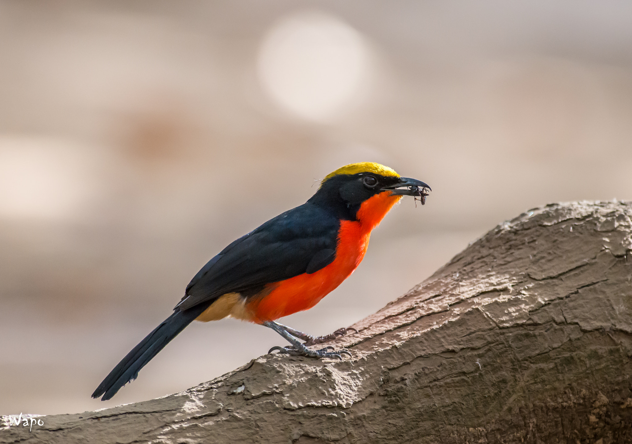 Nikon AF-S Nikkor 300mm F2.8G ED VR II sample photo. Yellow-crowned gonolek photography