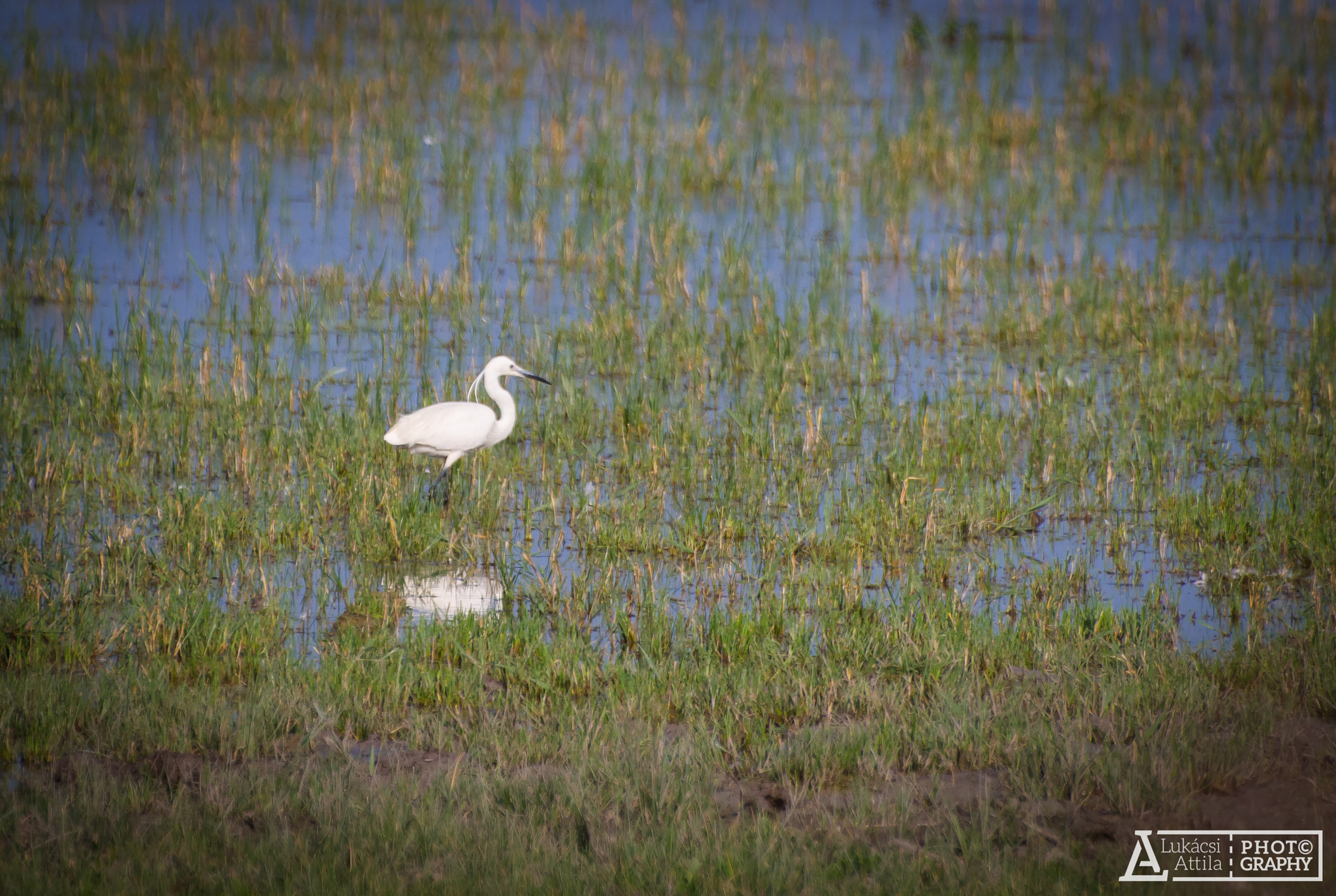 Olympus Zuiko Digital ED 70-300mm F4.0-5.6 sample photo. Little egret photography