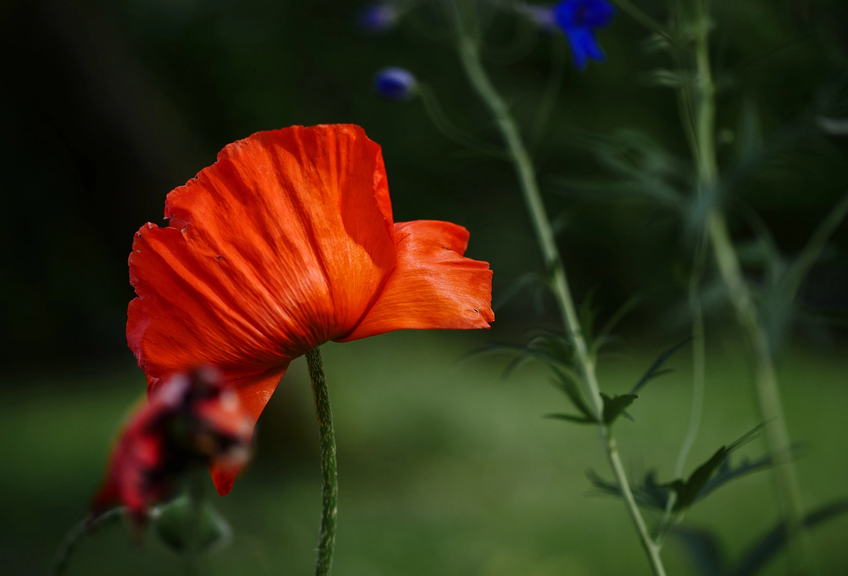Panasonic Leica DG Nocticron 42.5mm F1.2 ASPH OIS sample photo. Summertime photography