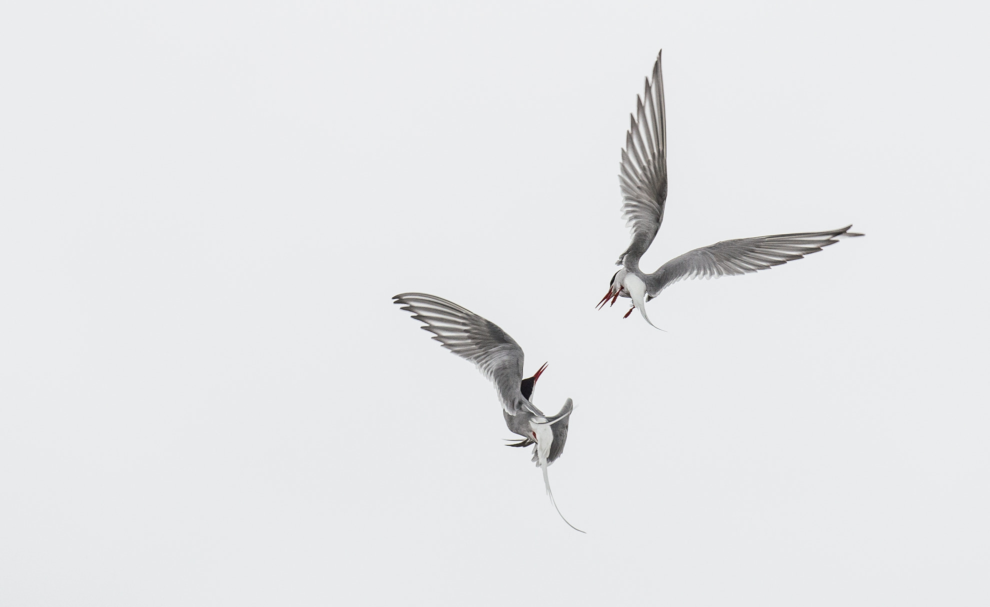 Nikon D800 + Nikon AF-S Nikkor 500mm F4G ED VR sample photo. Luftkampf photography