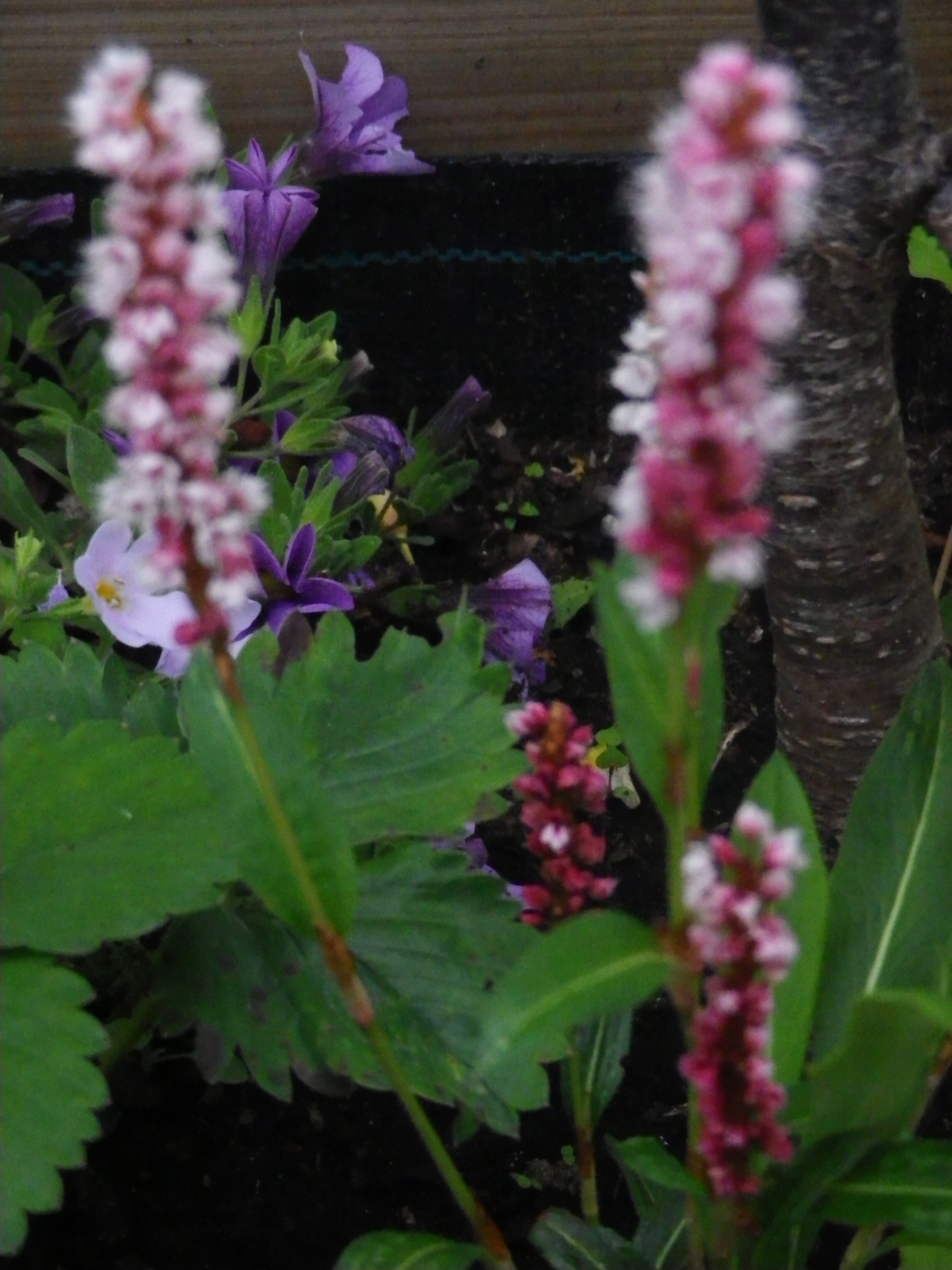 Pentax Optio RZ18 sample photo. Quelle est son nom? photography