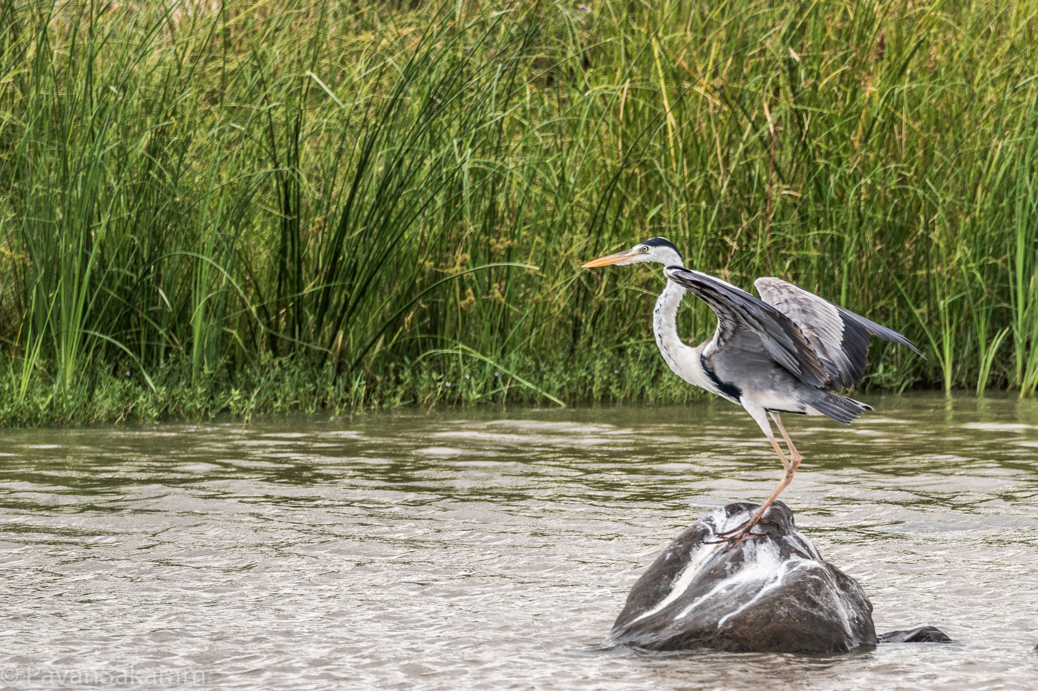 150-600mm F5-6.3 DG OS HSM | Contemporary 015 sample photo. Grey heron photography