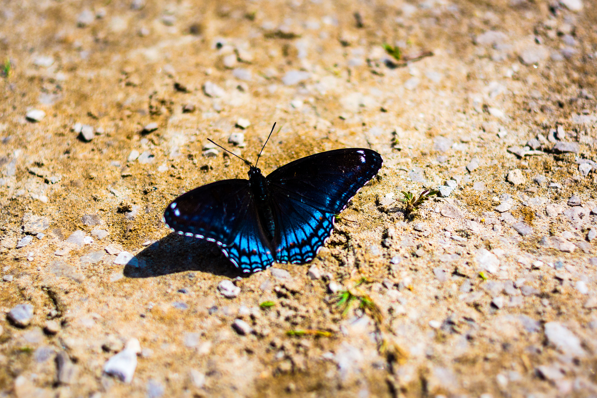 Nikon D7100 + Nikon AF Nikkor 35mm F2D sample photo. Butterfly photography