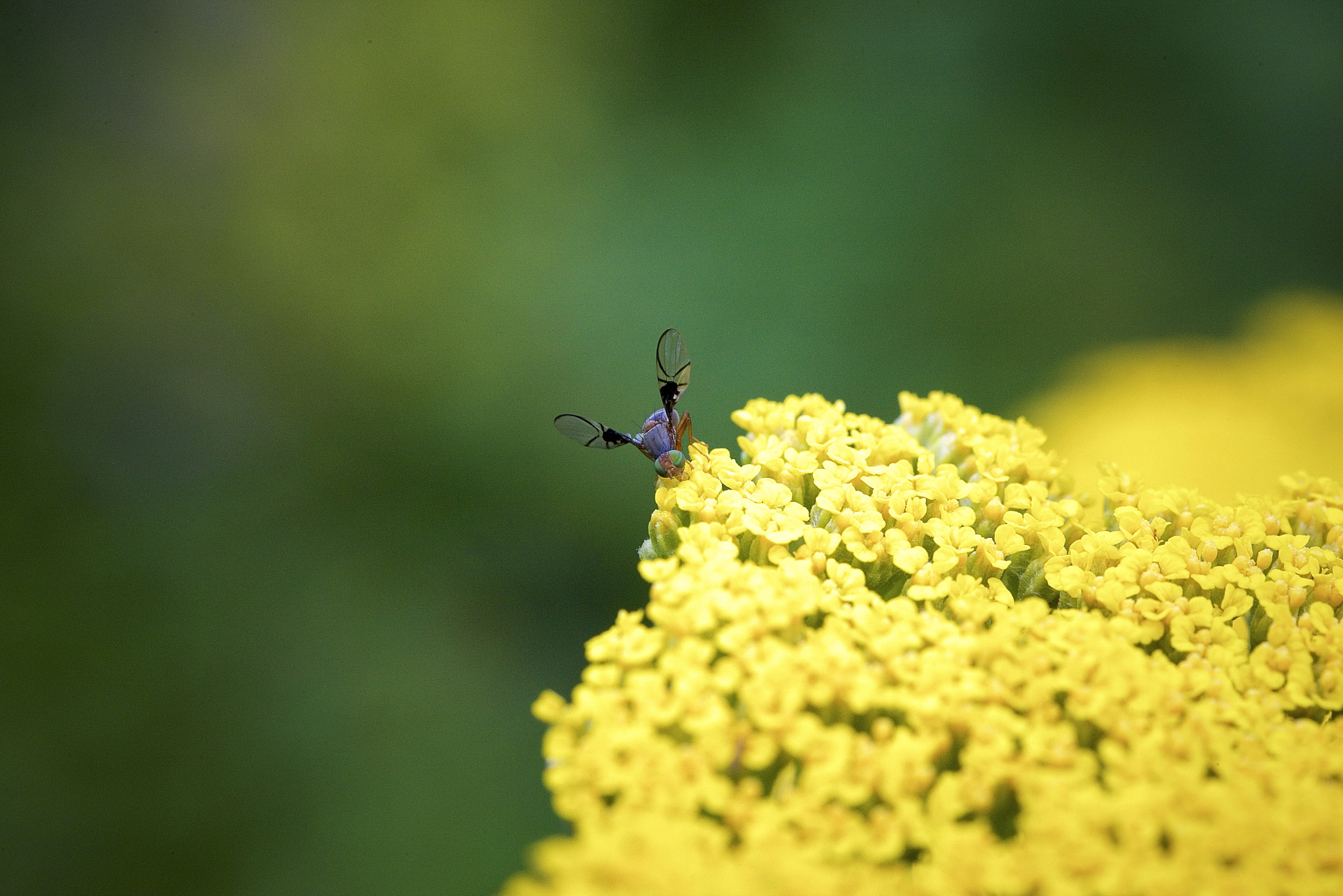 Canon EOS-1Ds Mark III sample photo. Fly. photography