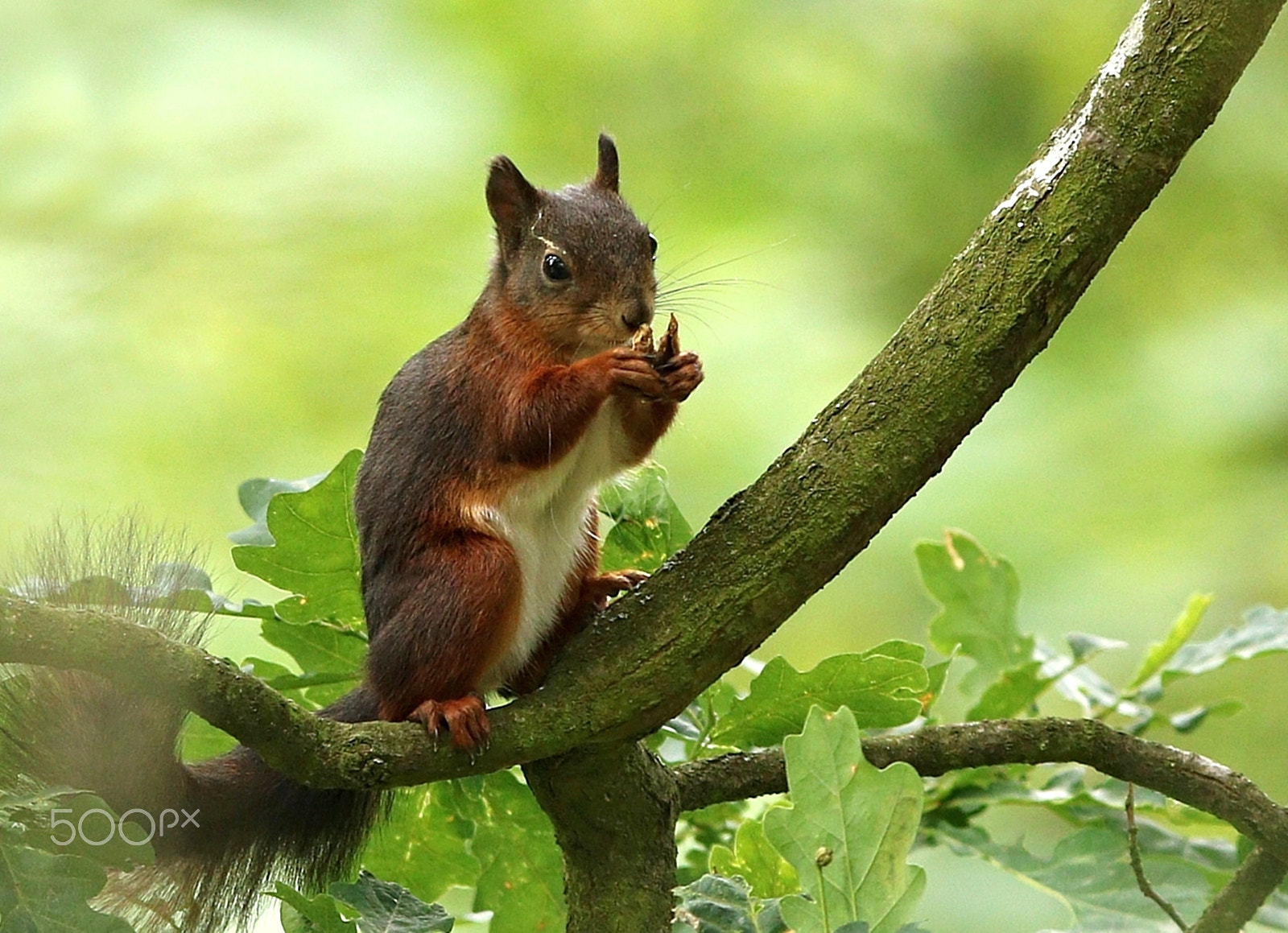 Canon EOS 760D (EOS Rebel T6s / EOS 8000D) + Canon EF 300mm F2.8L IS USM sample photo. Squirrel photography