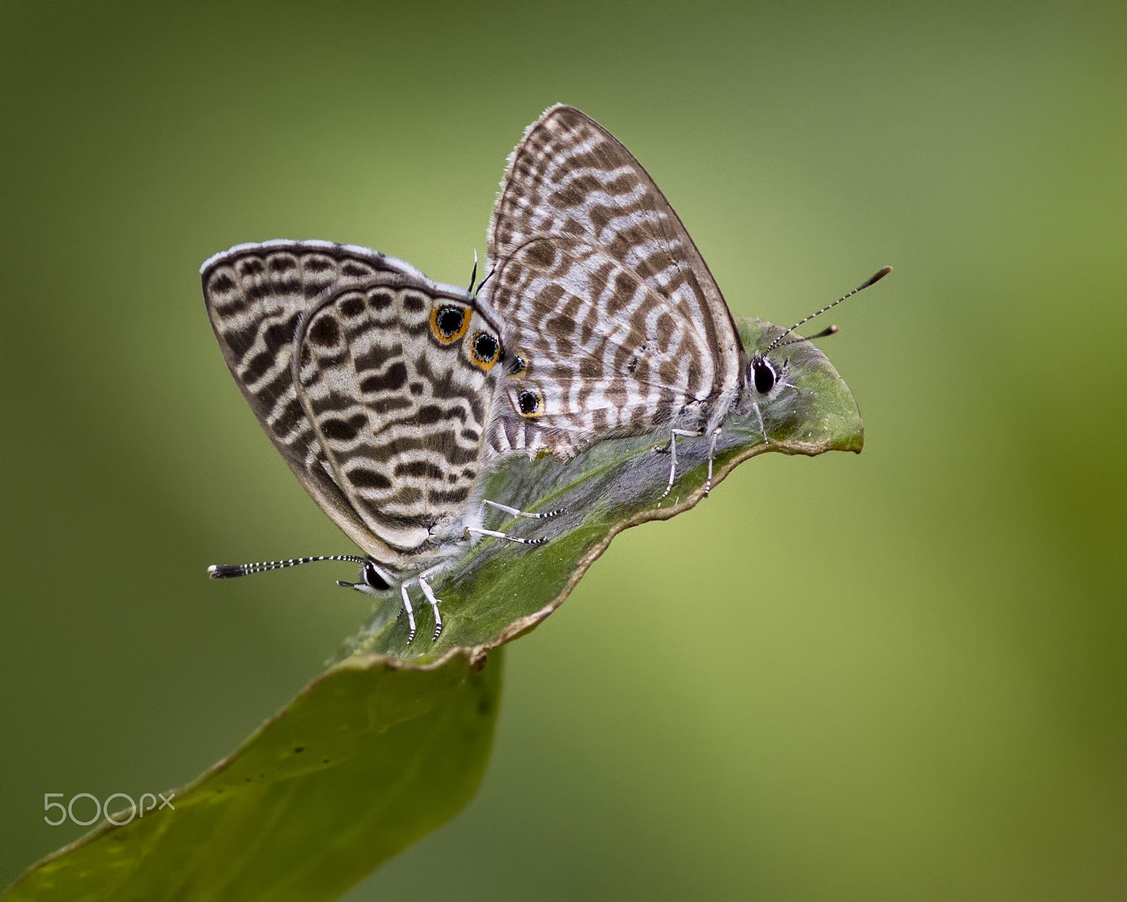 Canon EOS 60D + Canon EF 300mm F4L IS USM sample photo. The zebra blue photography