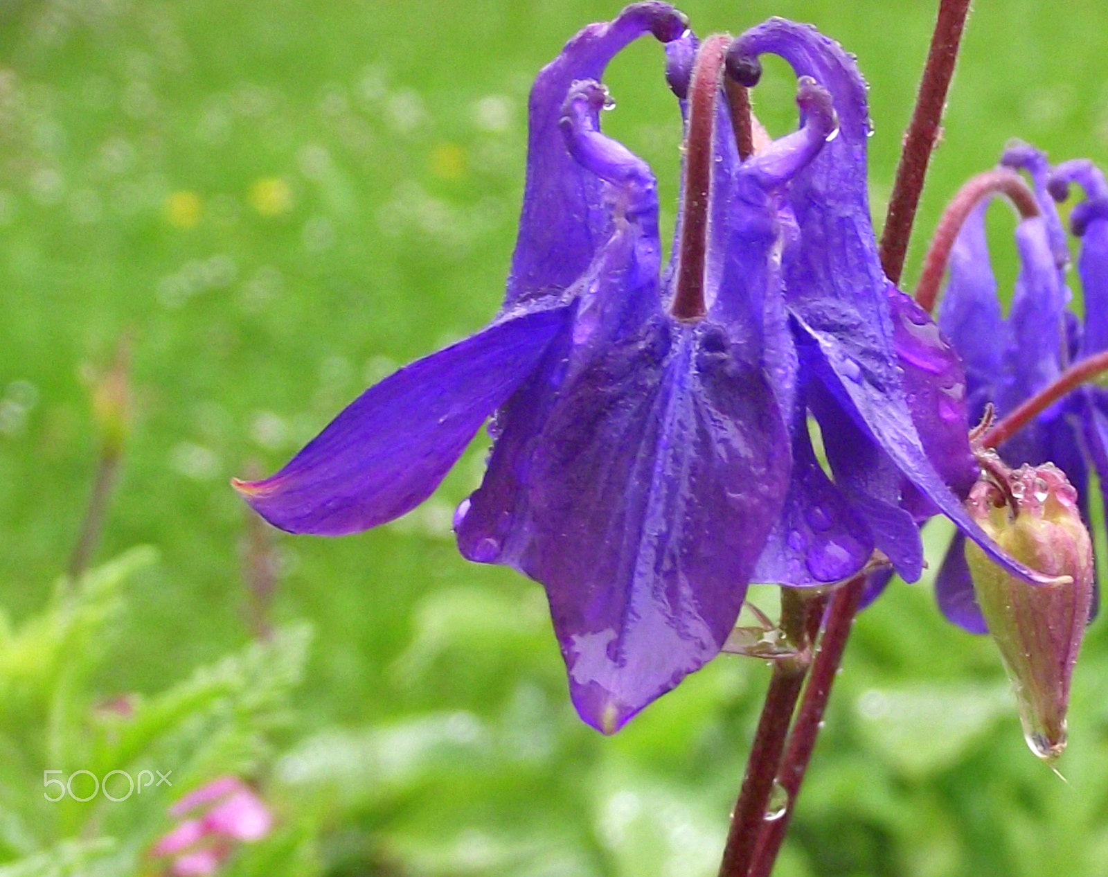 Fujifilm FinePix S1730 sample photo. In my garden photography