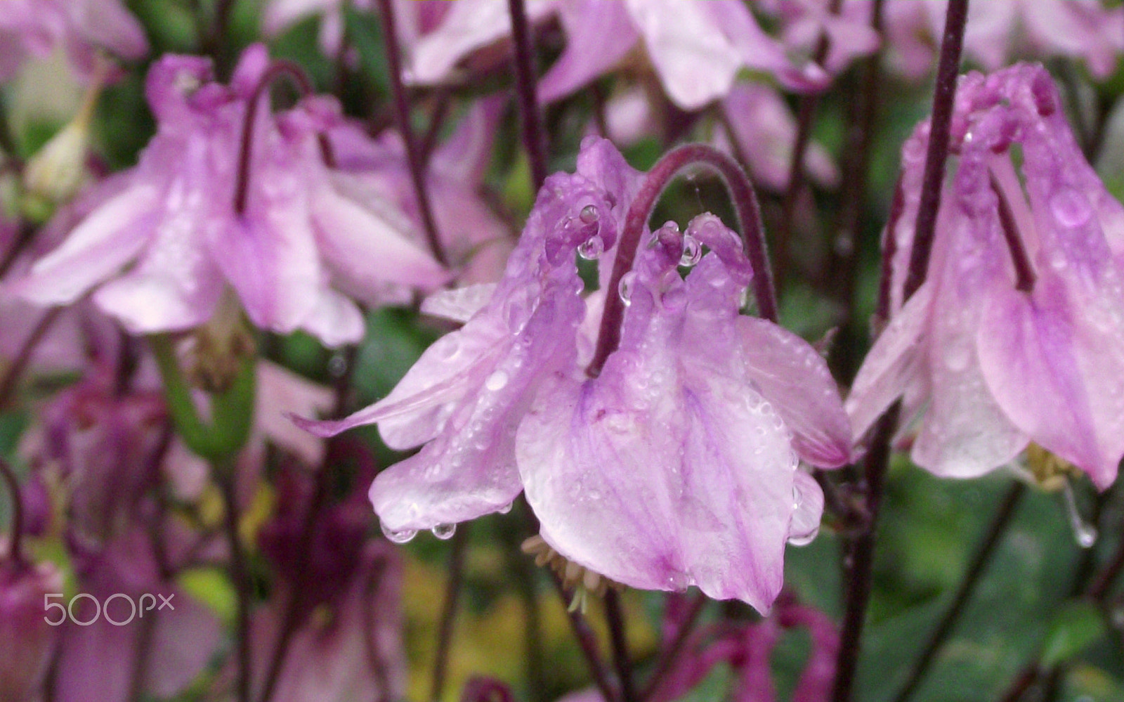 Fujifilm FinePix S1730 sample photo. In my garden photography