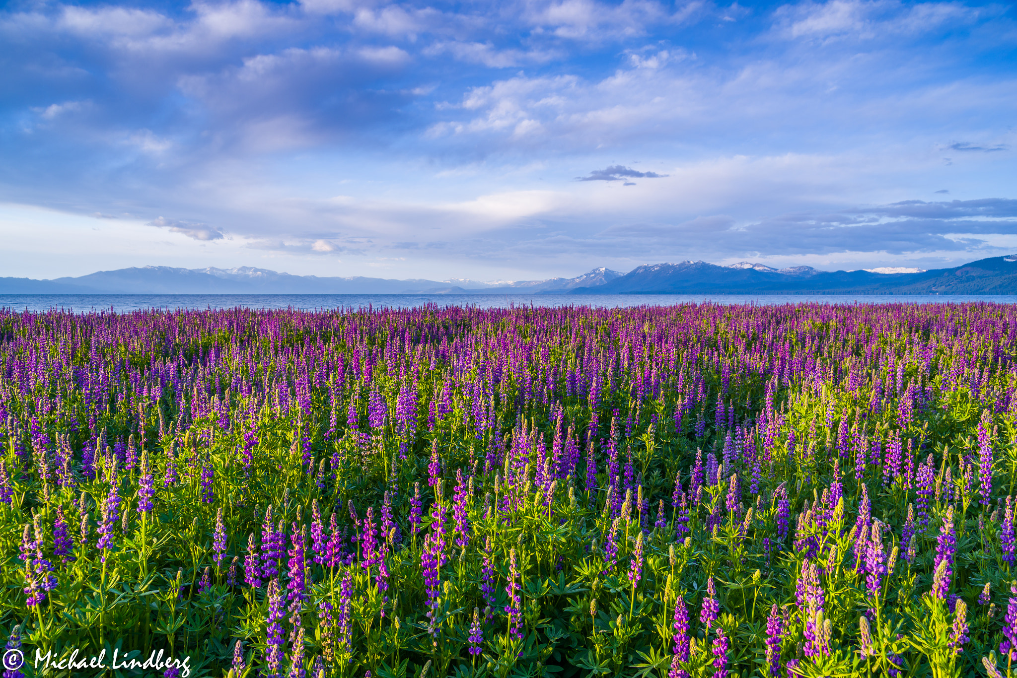 Pentax K-1 sample photo. Floral fantasy photography