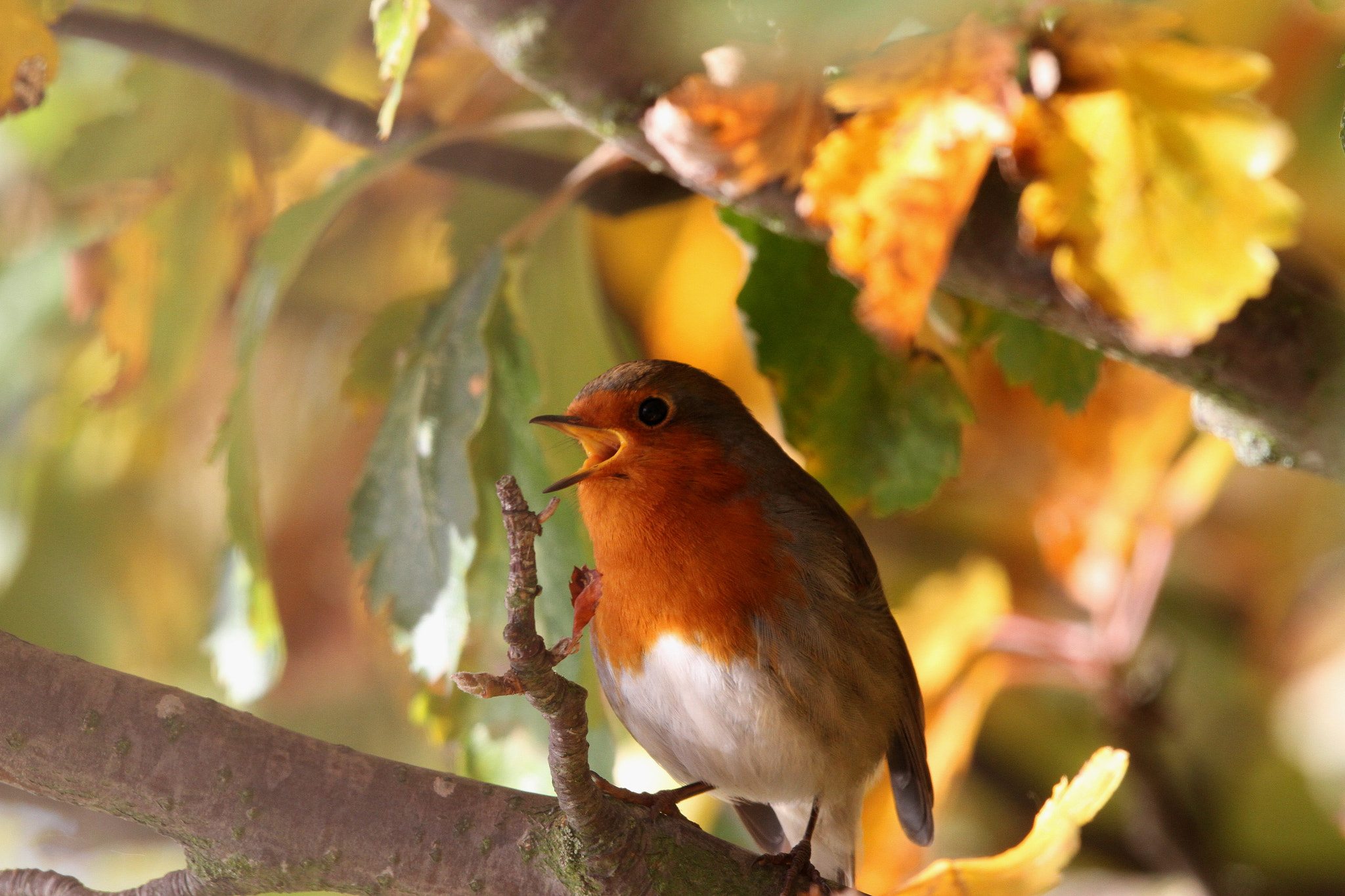 Canon EF 500mm F4L IS II USM sample photo. Robin photography