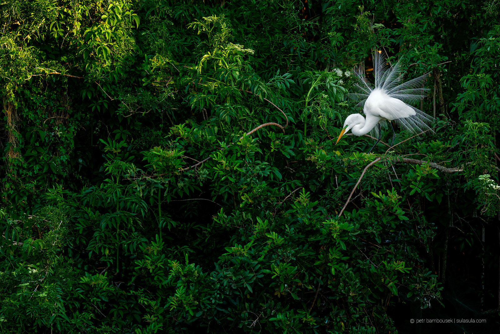 Canon EOS 5DS + Canon EF 300mm F2.8L IS II USM sample photo. White egret display | florida photography