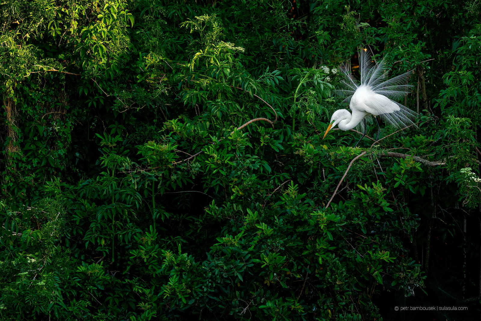 Canon EF 300mm F2.8L IS II USM sample photo. White egret display | florida photography