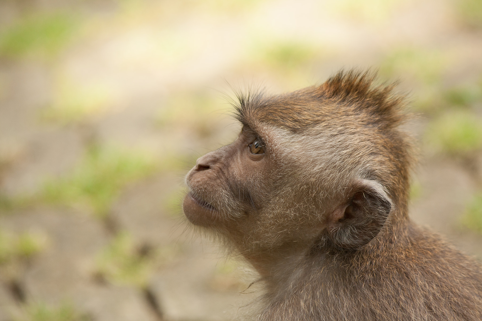 Canon EF 70-300mm F4-5.6 IS USM sample photo. Inquiring monkey photography