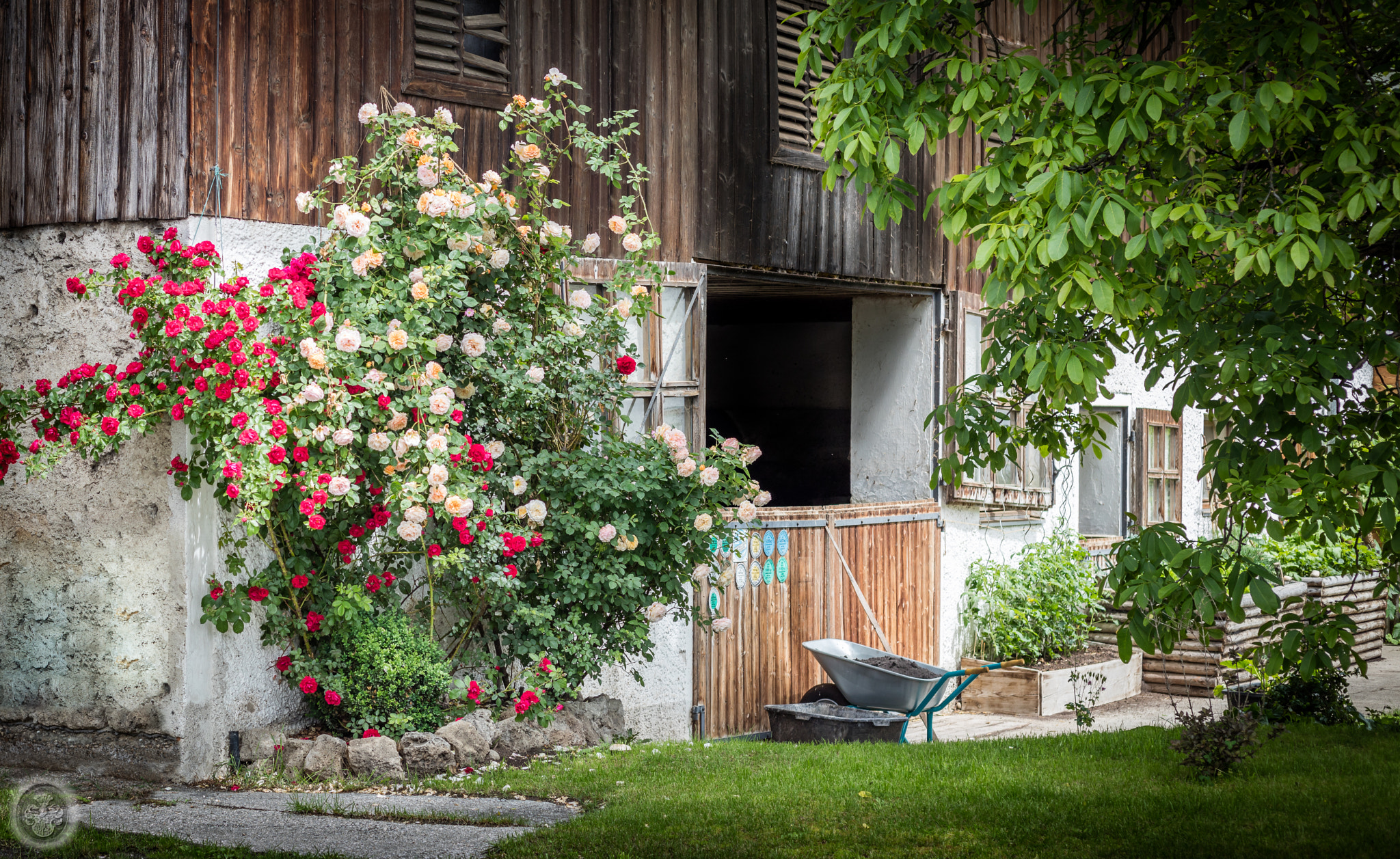 Canon EOS 5DS + Canon EF 50mm F1.8 STM sample photo. ...my village photography