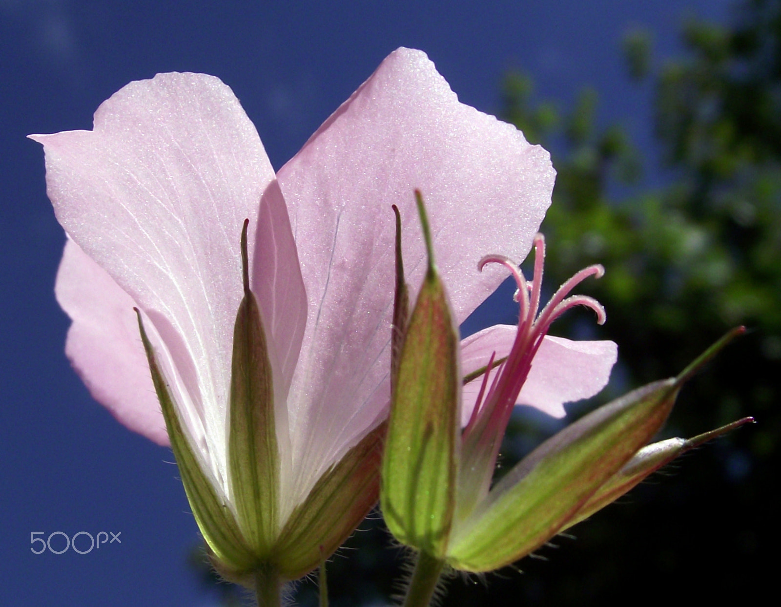 Fujifilm FinePix S1730 sample photo. Pink photography