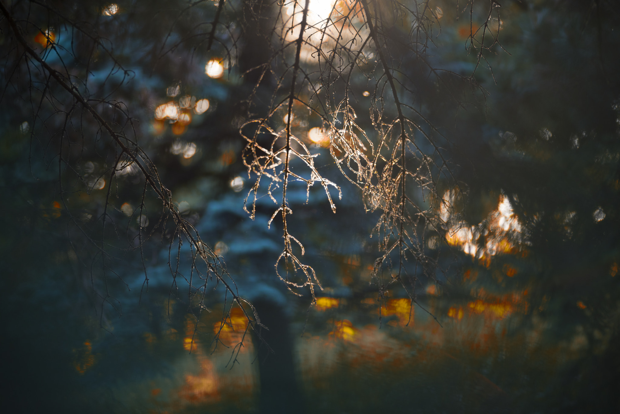 ZEISS Makro-Planar T* 100mm F2 sample photo. In the morning light photography