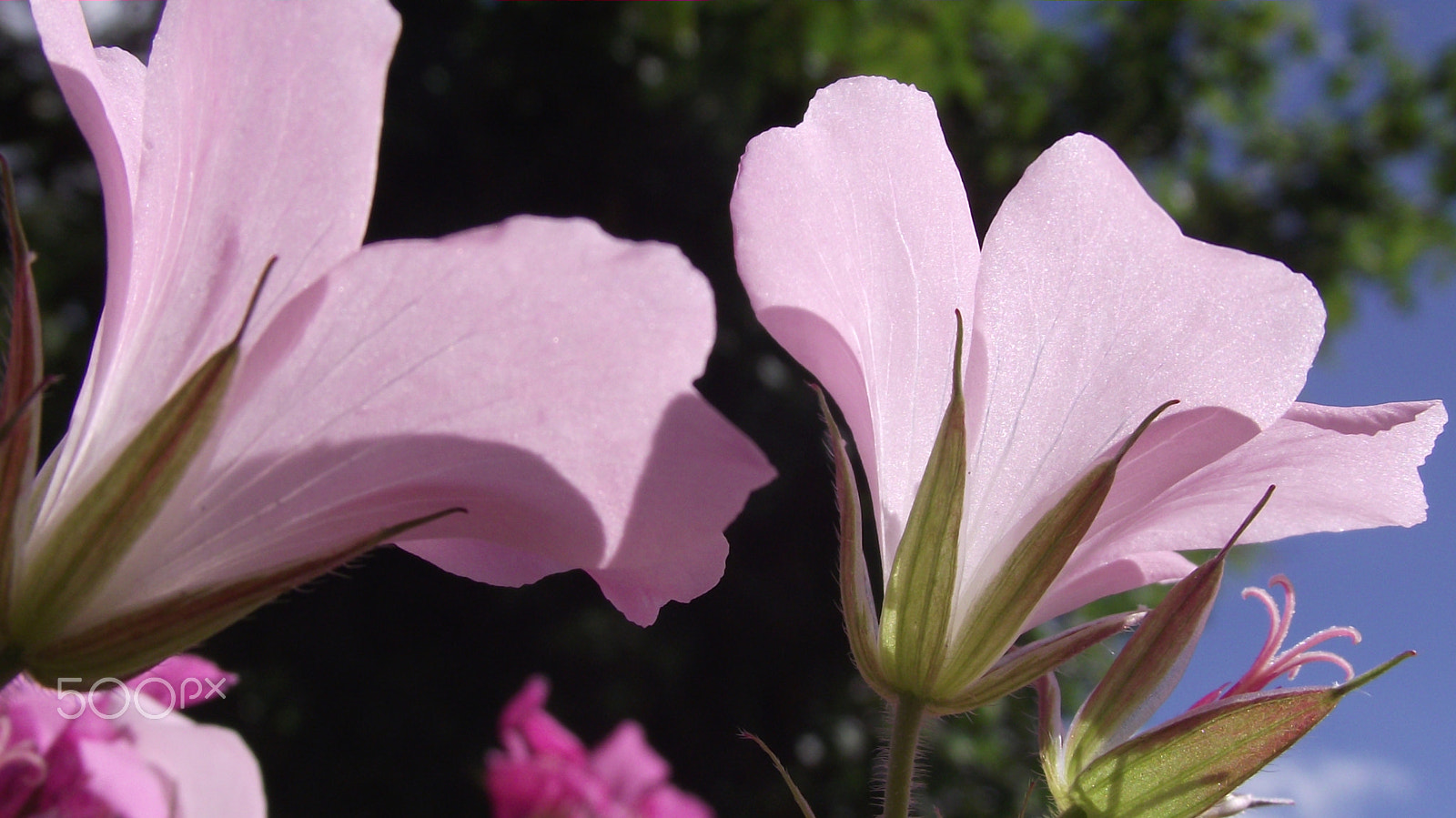 Fujifilm FinePix S1730 sample photo. Pink photography