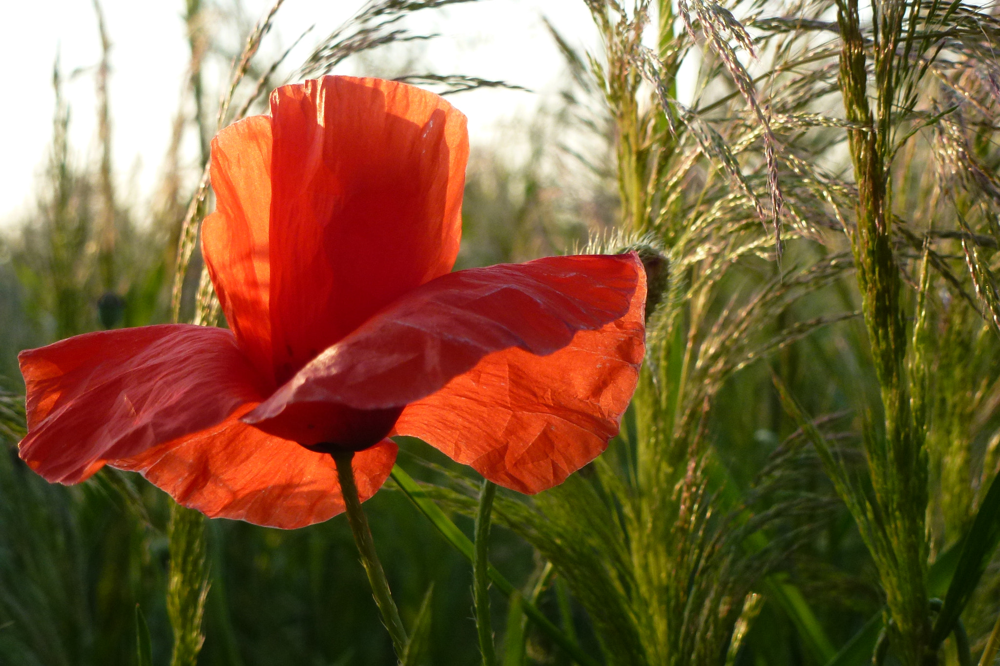 Leica V-Lux 30 / Panasonic Lumix DMC-TZ22 sample photo. #mohn im #feld photography