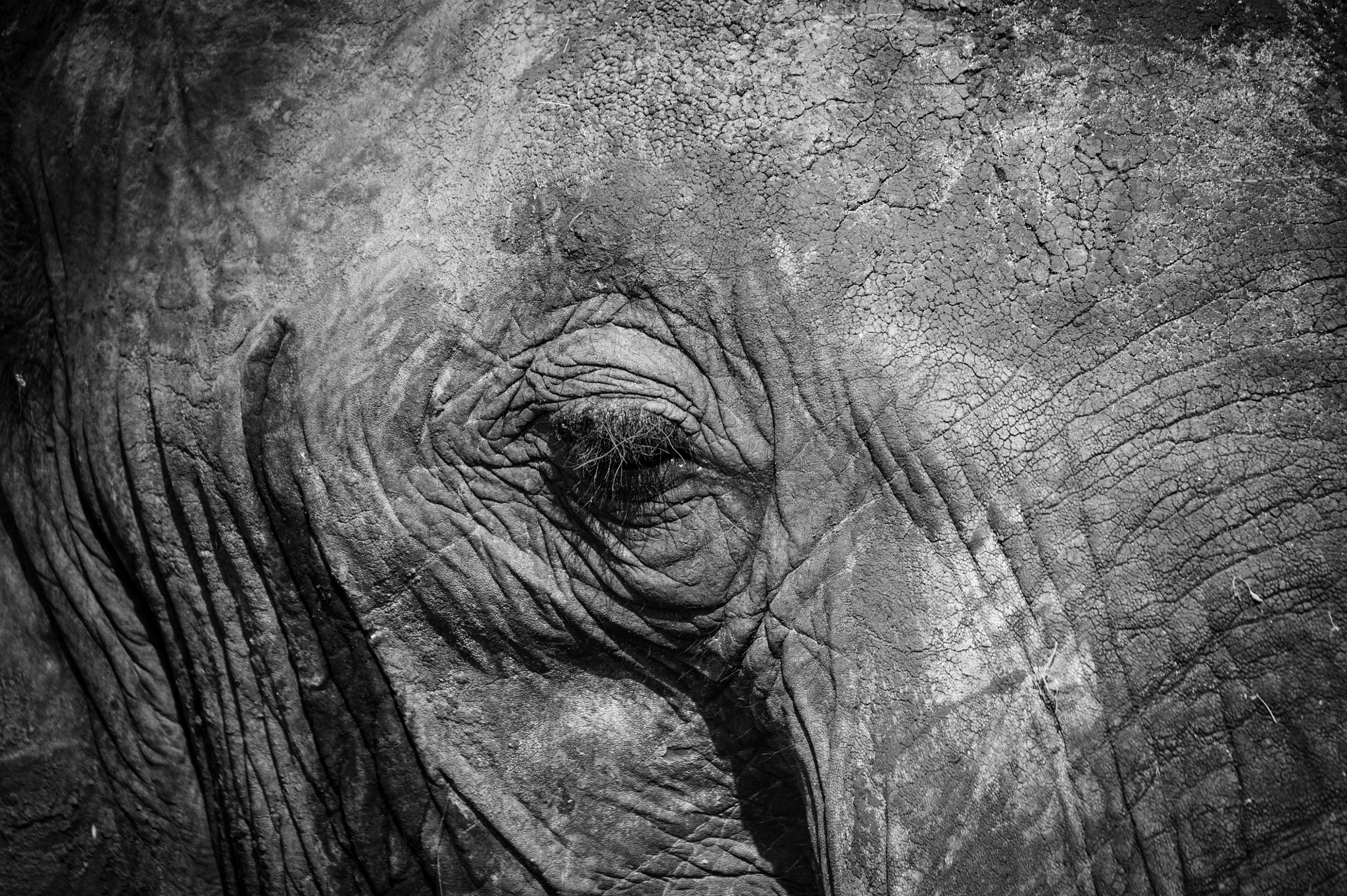 Sigma 50-500mm F4.5-6.3 DG OS HSM sample photo. Taranguire national park photography