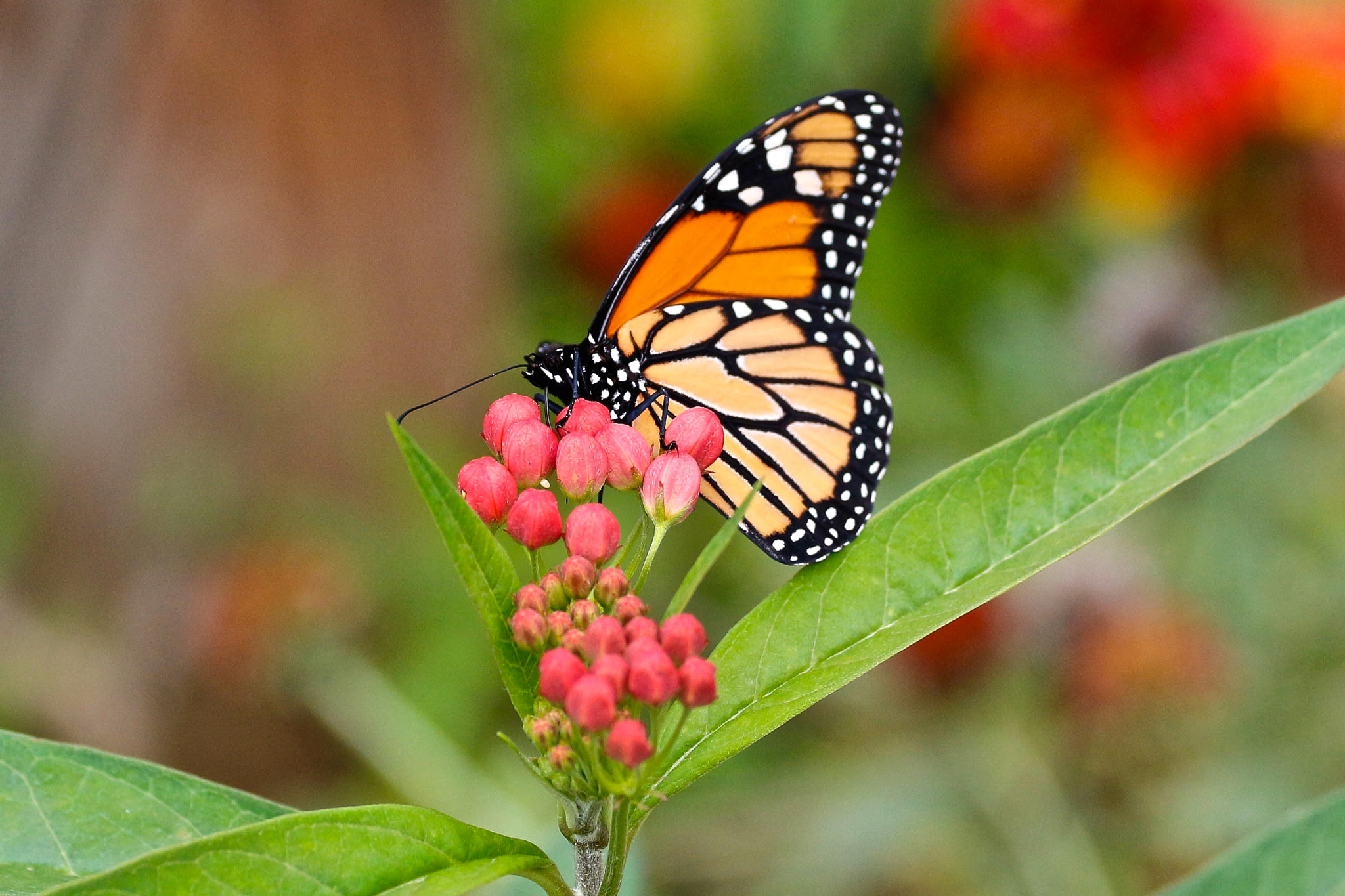 Canon EOS 650D (EOS Rebel T4i / EOS Kiss X6i) + Canon EF 70-200mm F4L USM sample photo. Monarch butterfly photography