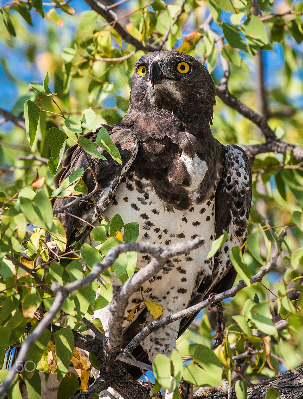 Nikon AF-S Nikkor 200-400mm F4G ED-IF VR sample photo. Martial eagle portrait photography