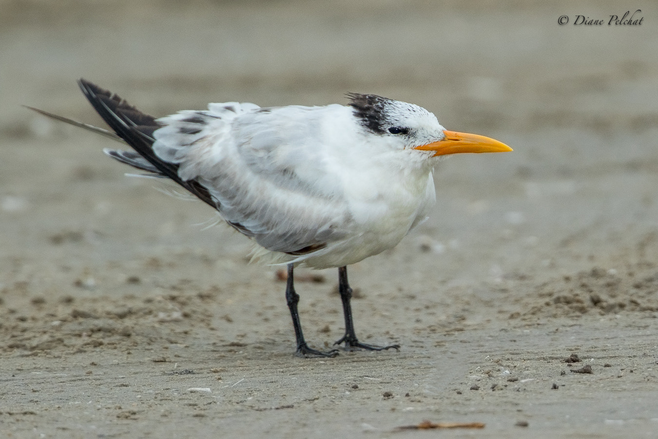 Canon EF 300mm F2.8L IS II USM sample photo. Franklin's gull photography