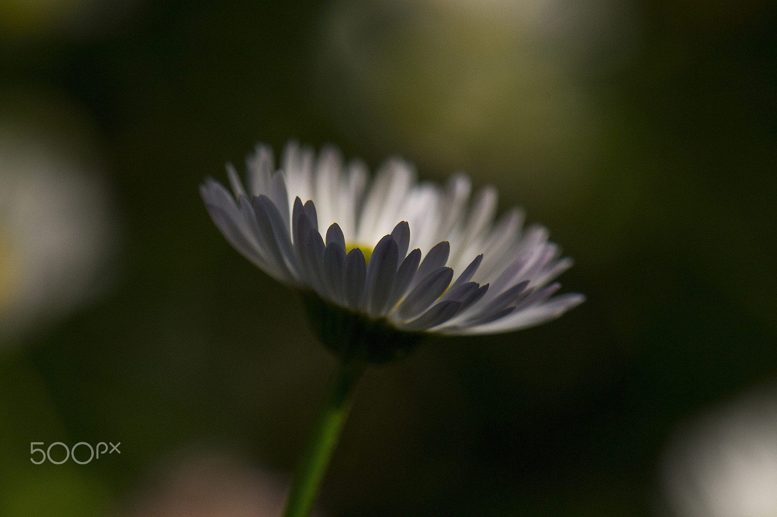 Nikon AF-S DX Micro-Nikkor 85mm F3.5G ED VR sample photo. Evening sun photography