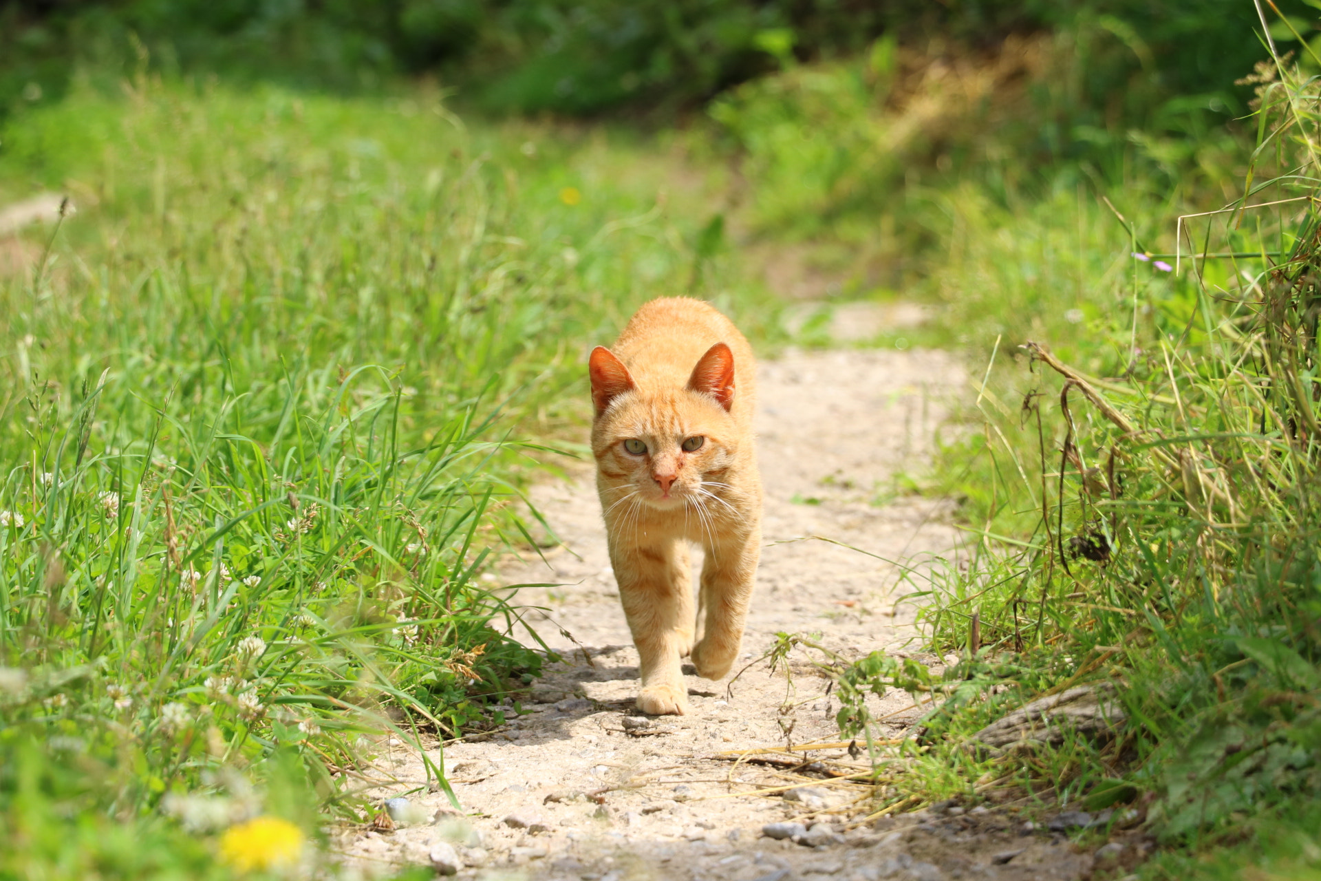 Canon EOS 750D (EOS Rebel T6i / EOS Kiss X8i) sample photo. Cat photography