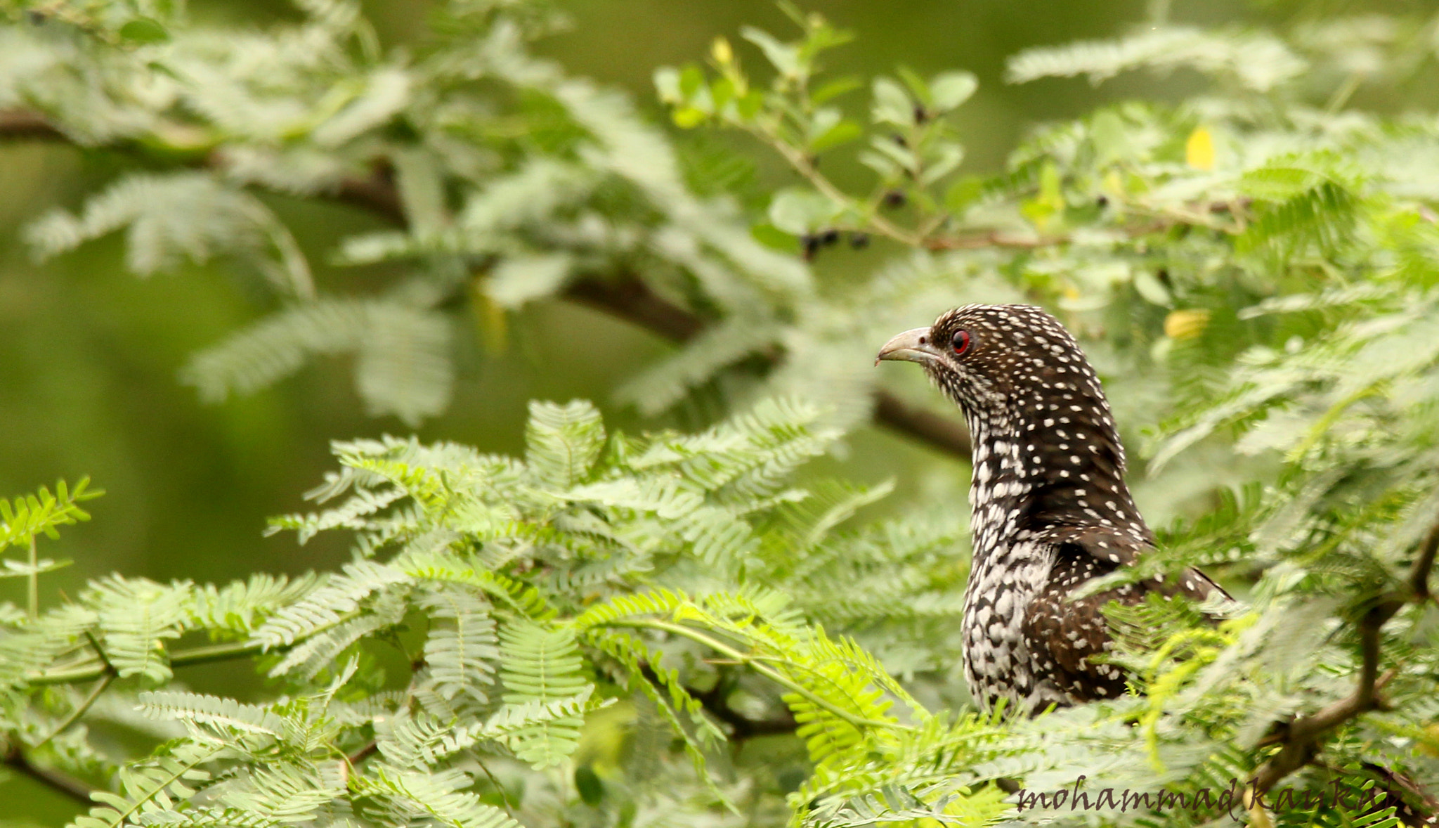Sigma 150-600mm F5-6.3 DG OS HSM | C sample photo. Asian koel ,  female photography
