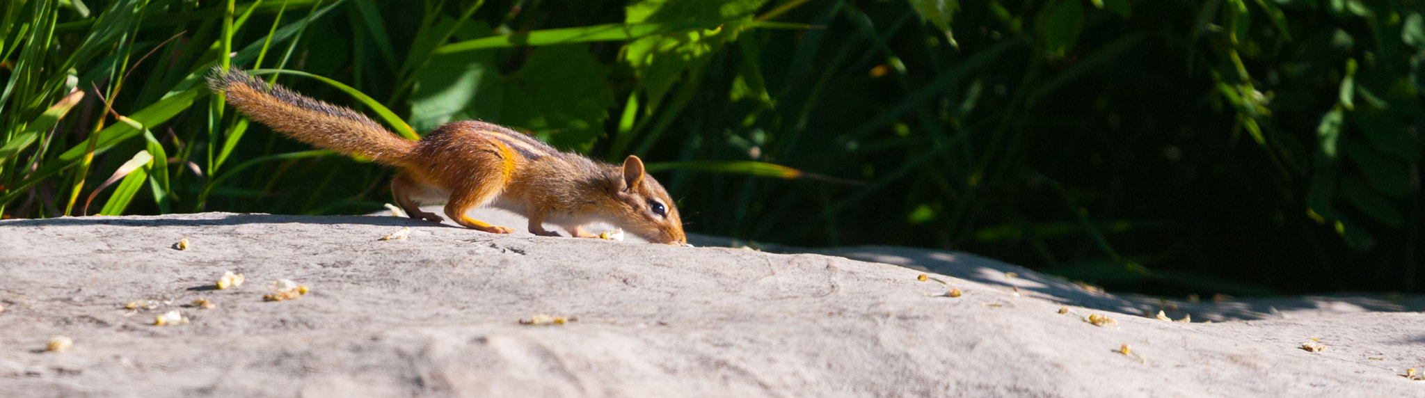 Canon EOS-1D Mark III sample photo. Snacking photography