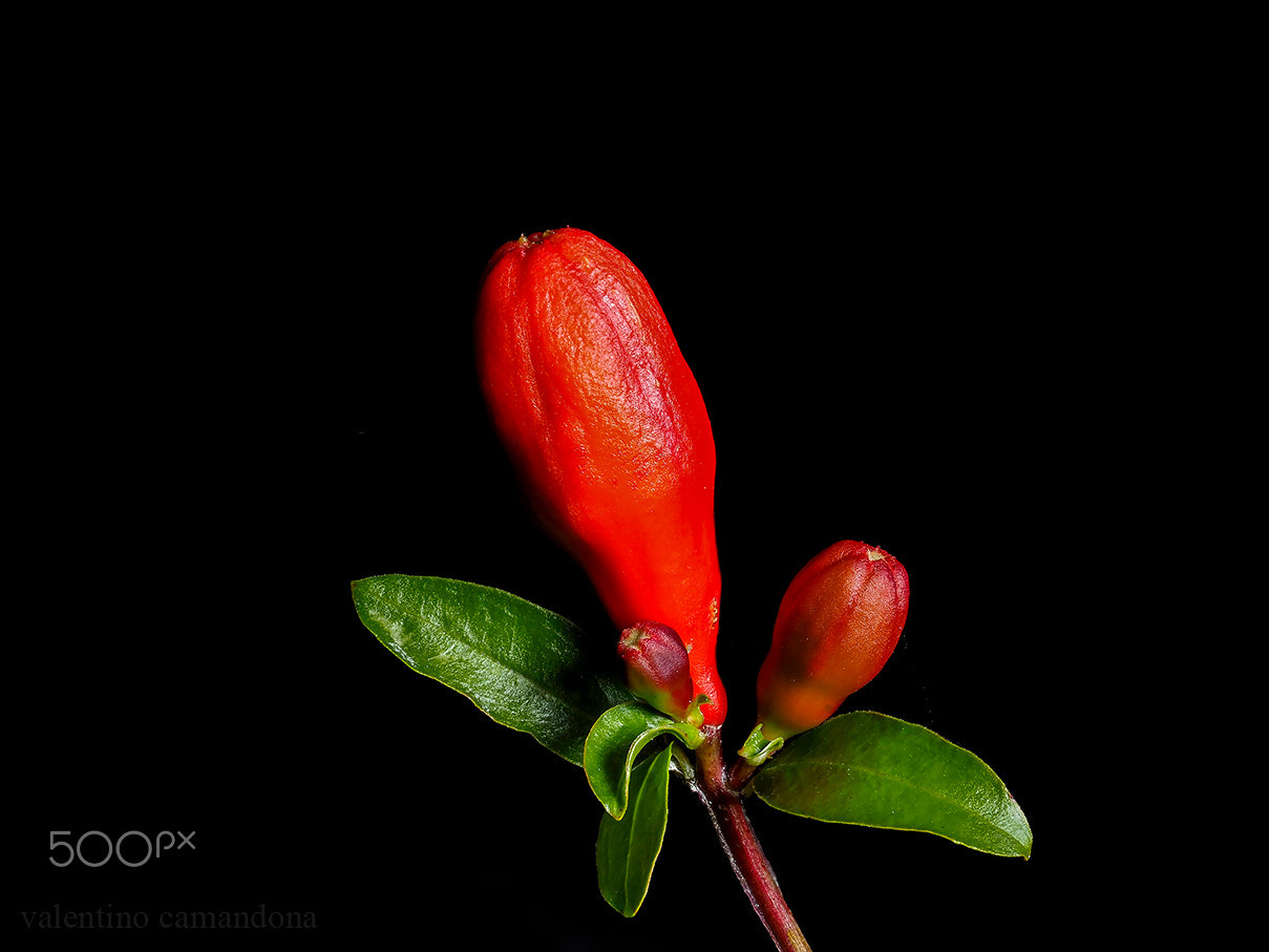 Olympus M.Zuiko Digital ED 60mm F2.8 Macro sample photo. Pomegranate buds photography