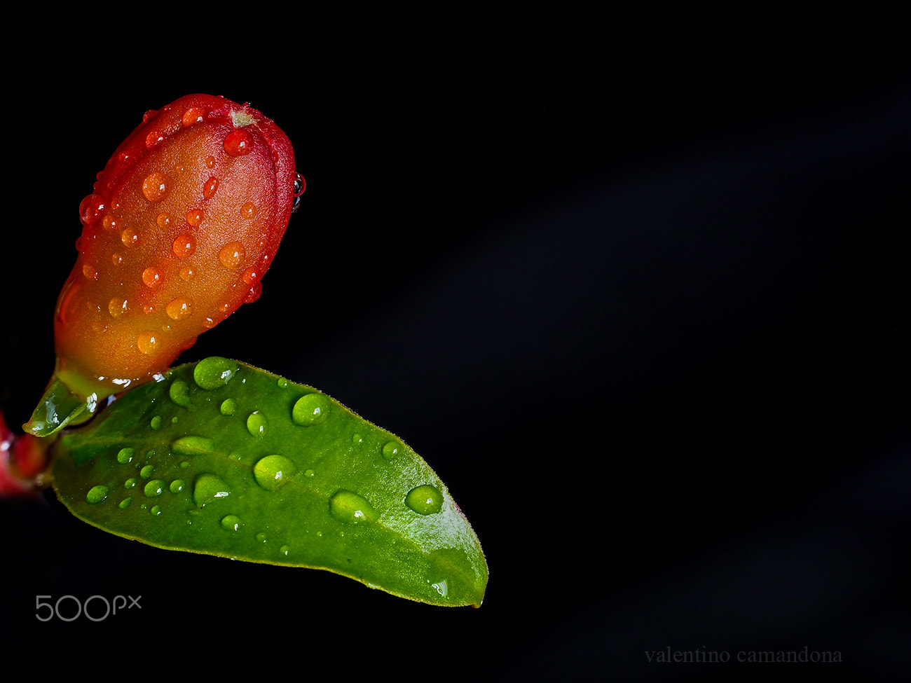 Olympus M.Zuiko Digital ED 60mm F2.8 Macro sample photo. Pomegranate bud photography
