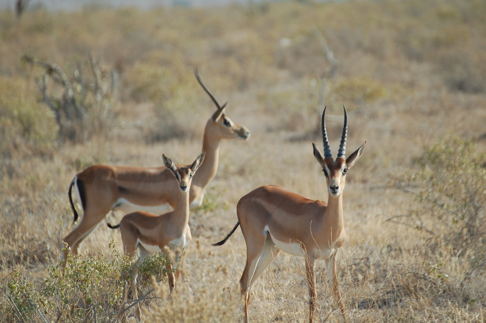 Nikon D50 + Sigma 70-300mm F4-5.6 DG Macro sample photo. Kenya - safari photography