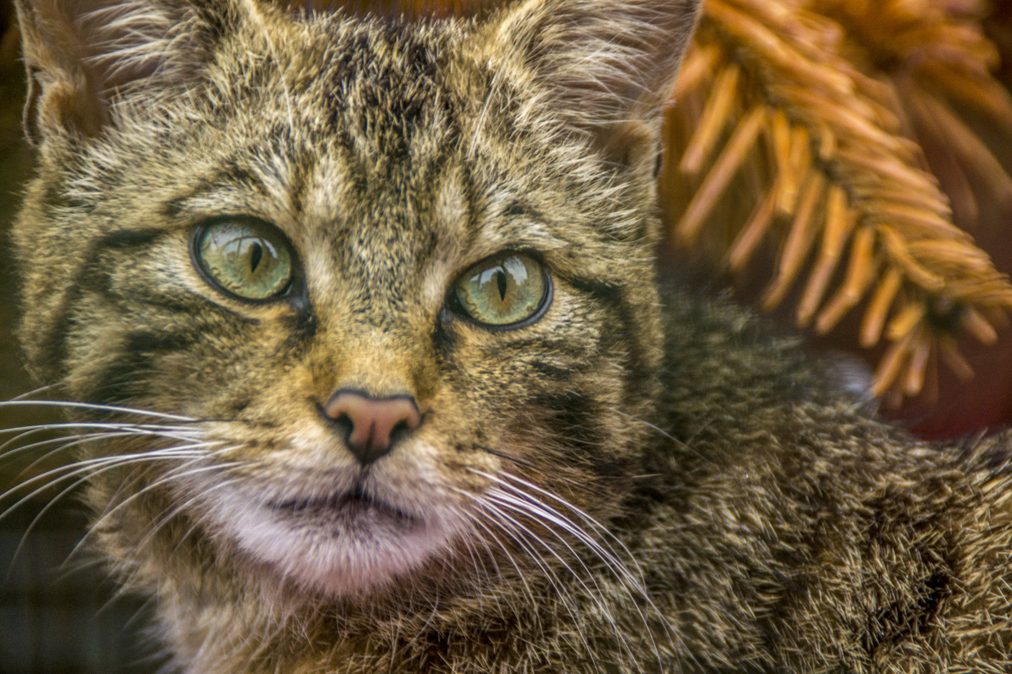 Sony SLT-A77 sample photo. Scottish wild cat photography