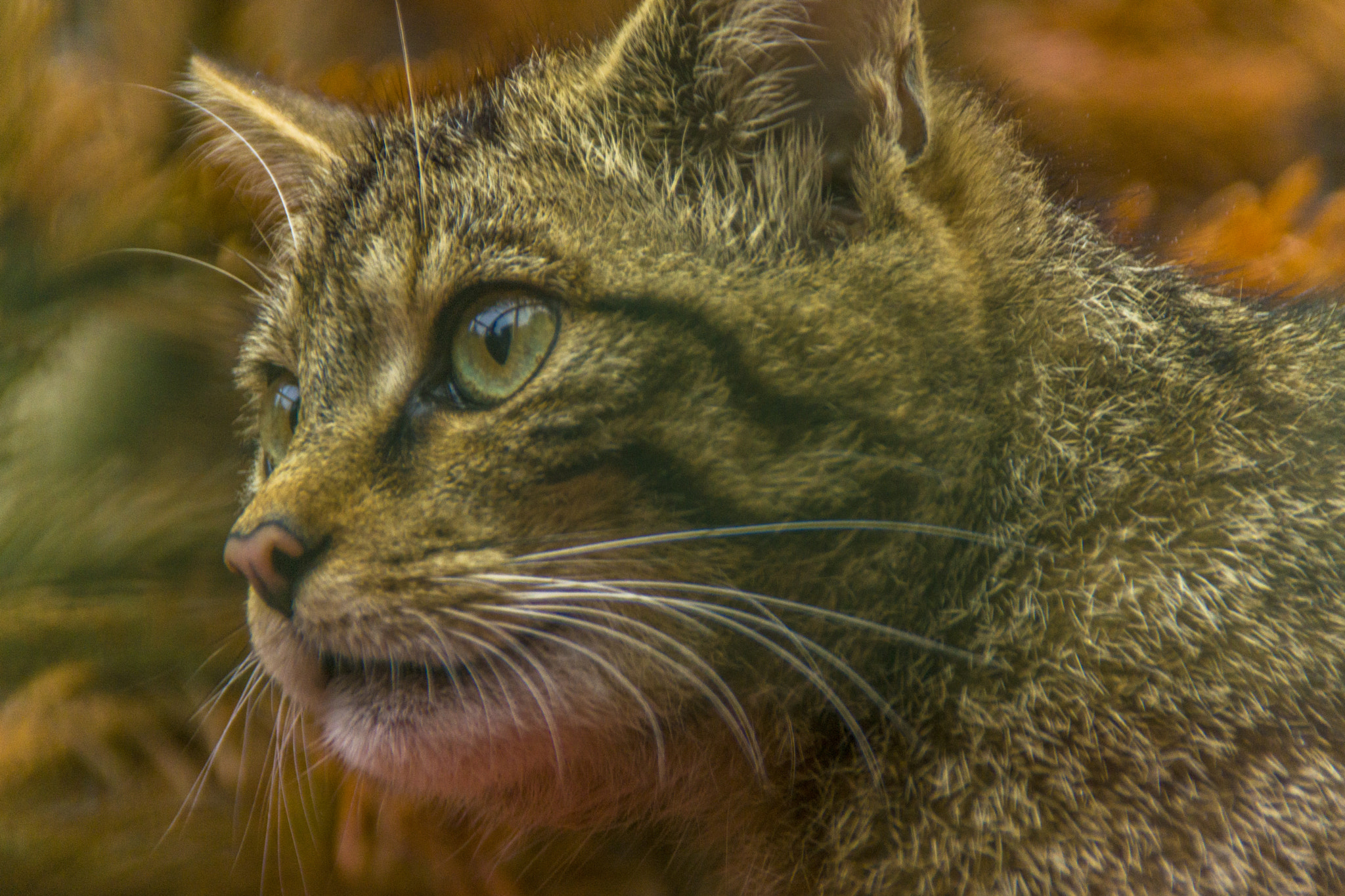 Sony SLT-A77 sample photo. Scottish wild cat photography