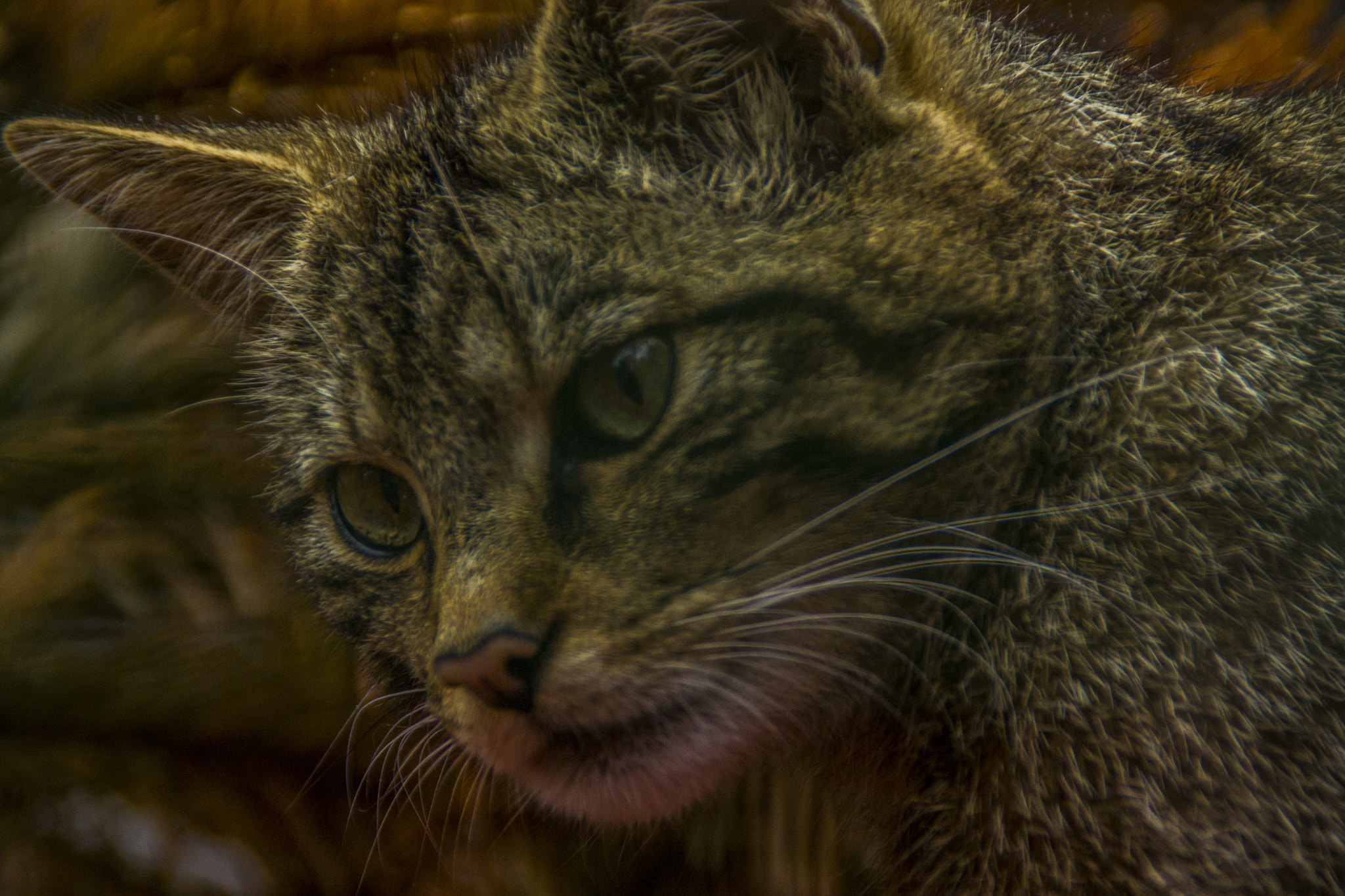 Sony SLT-A77 + Tamron AF 18-200mm F3.5-6.3 XR Di II LD Aspherical (IF) Macro sample photo. Scottish wild cat photography