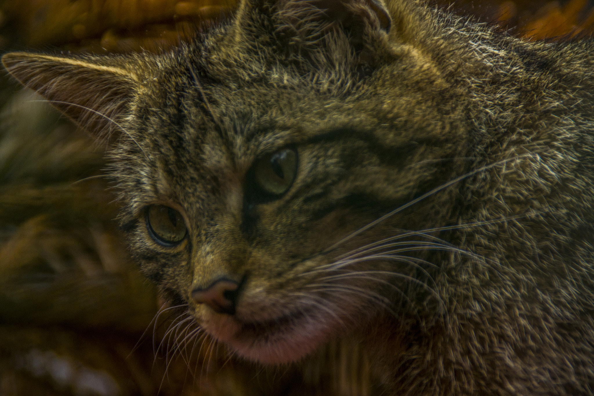 Sony SLT-A77 sample photo. Scottish wild cat photography