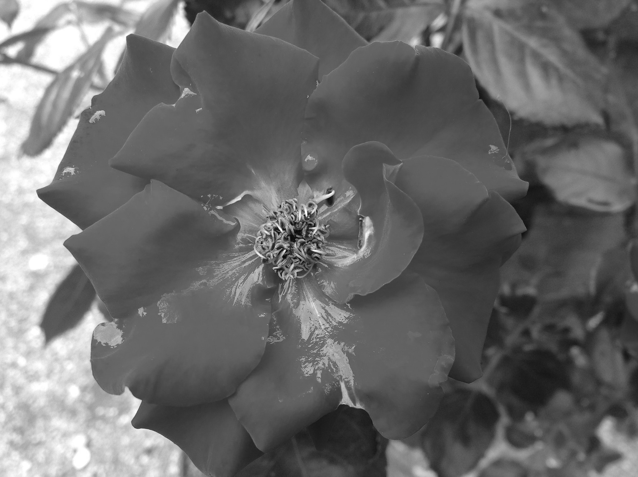 iPad back camera 4.28mm f/2.4 sample photo. Flower b&w photography