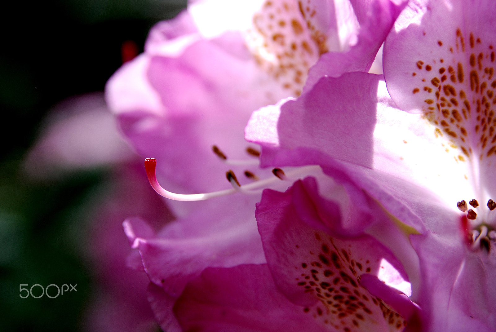 AF Zoom-Nikkor 28-105mm f/3.5-4.5D IF sample photo. Rhododendron photography