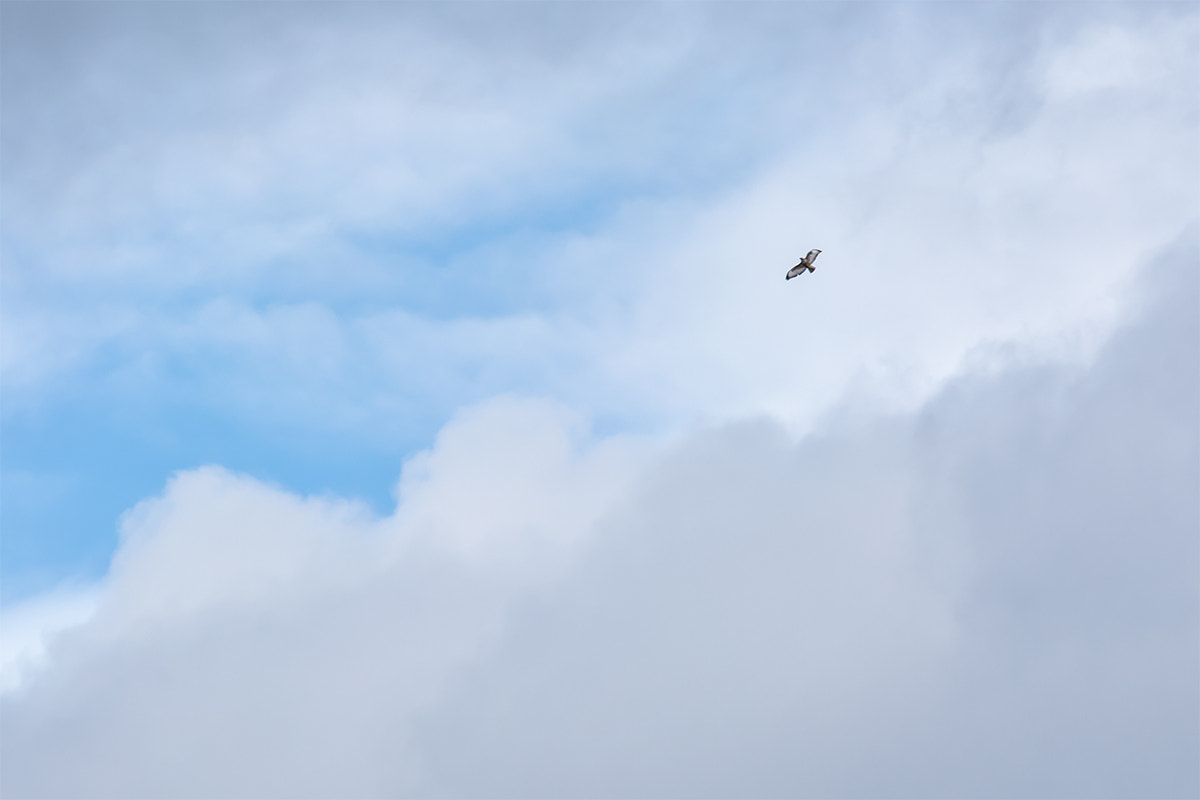 Nikon Nikkor AF-S 300mm F4E PF ED VR sample photo. Common buzzard (buteo buteo) photography