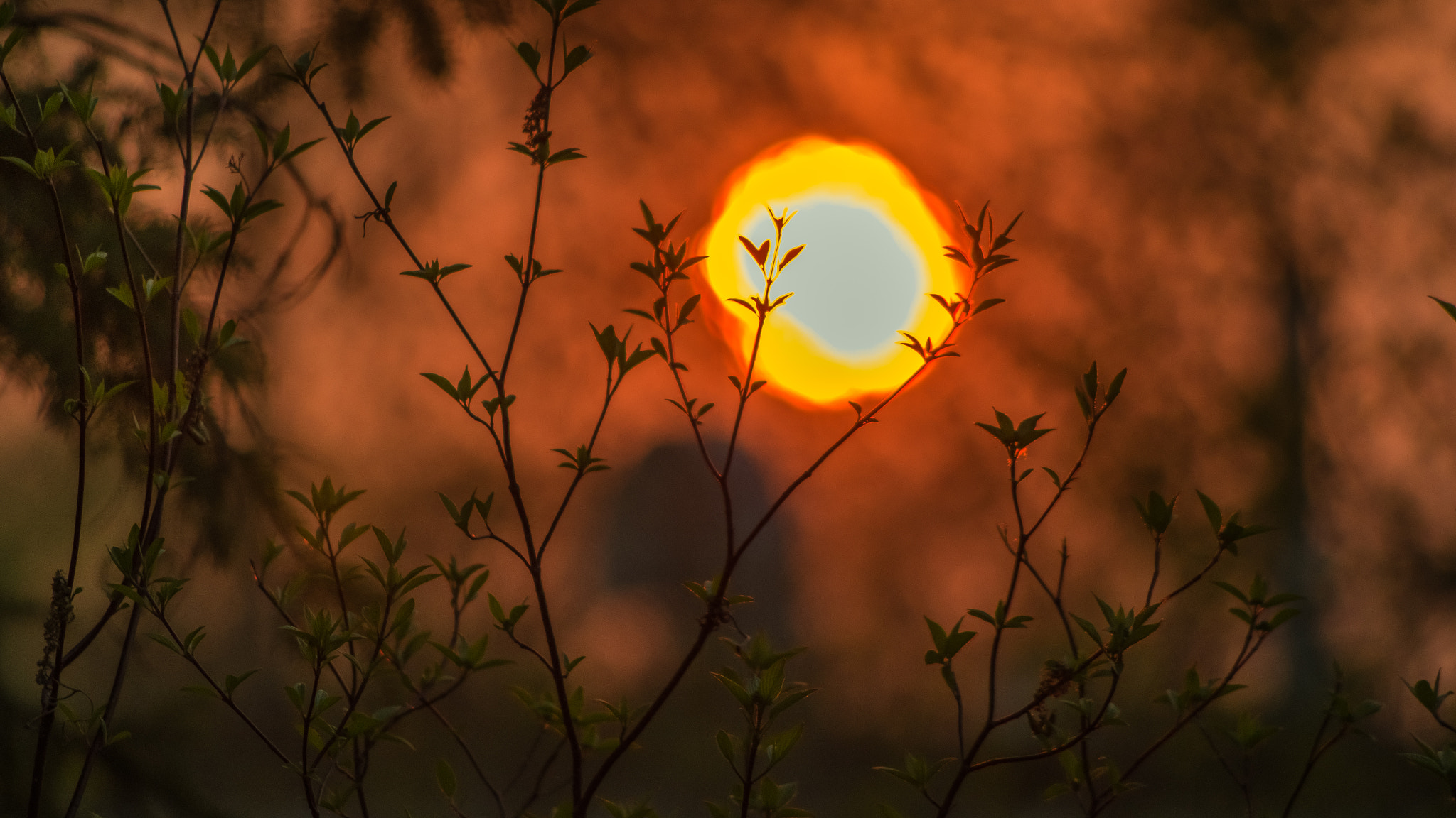 smc PENTAX-DA L 55-300mm F4-5.8 ED sample photo. Burning bush photography